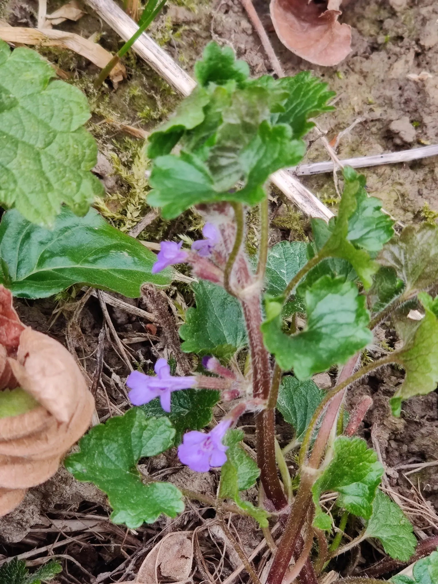 Calamint (Calamintha Nepeta) — ground cover / perennial with white blooms; calamint is recognized for its pollinator-friendly nature, image 107