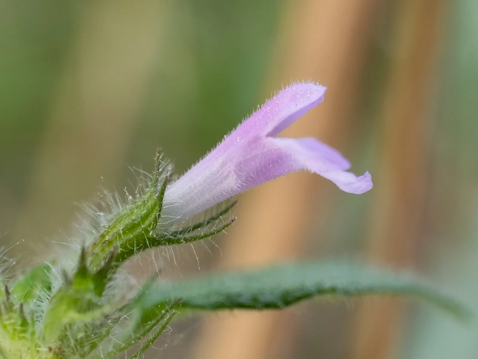 Calamint (Calamintha Nepeta) — commonly known as Calamint