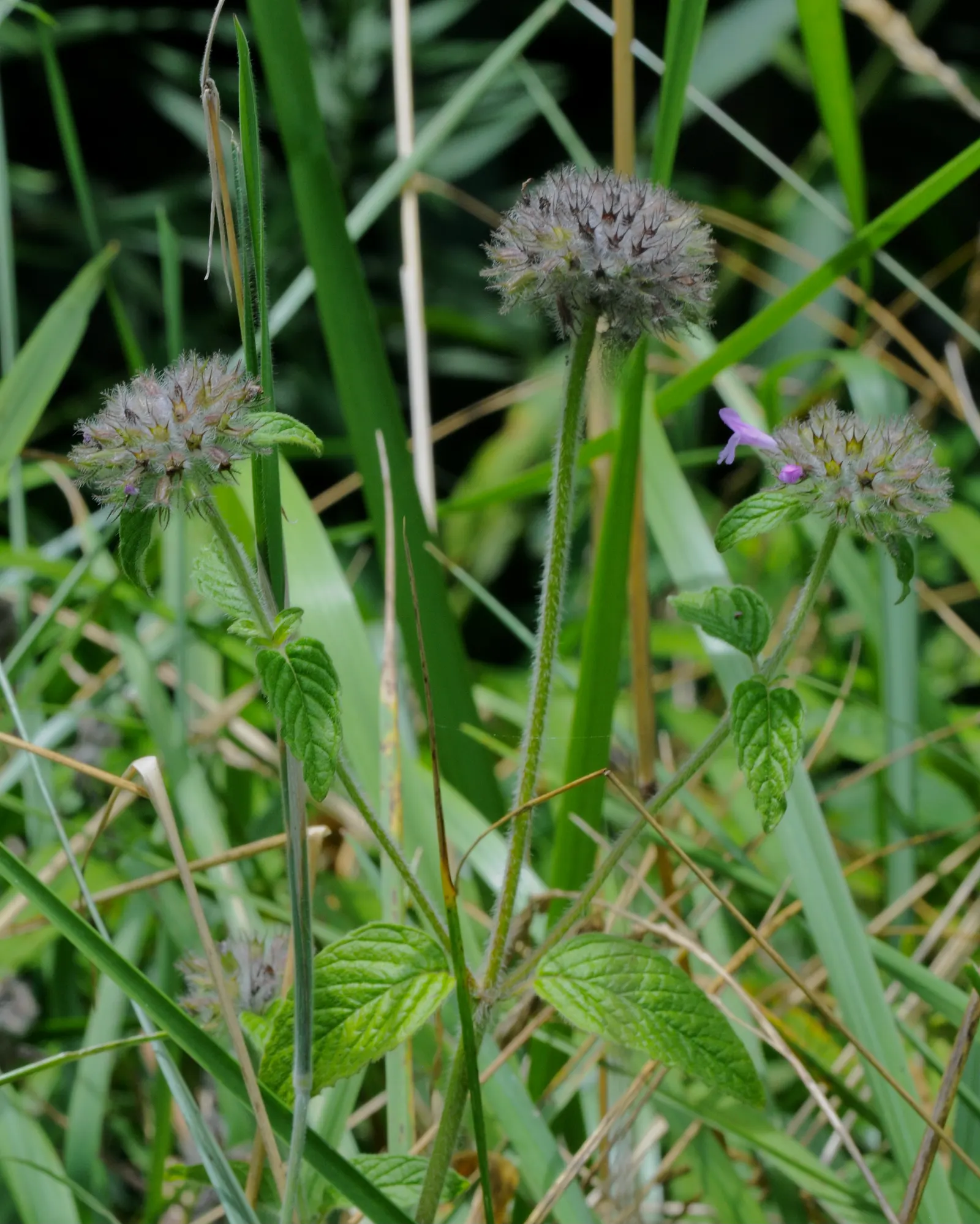 Calamint (Calamintha Nepeta) — or as a complement to other flowering perennials and grasses; which is beneficial for low-maintenance or, image 103