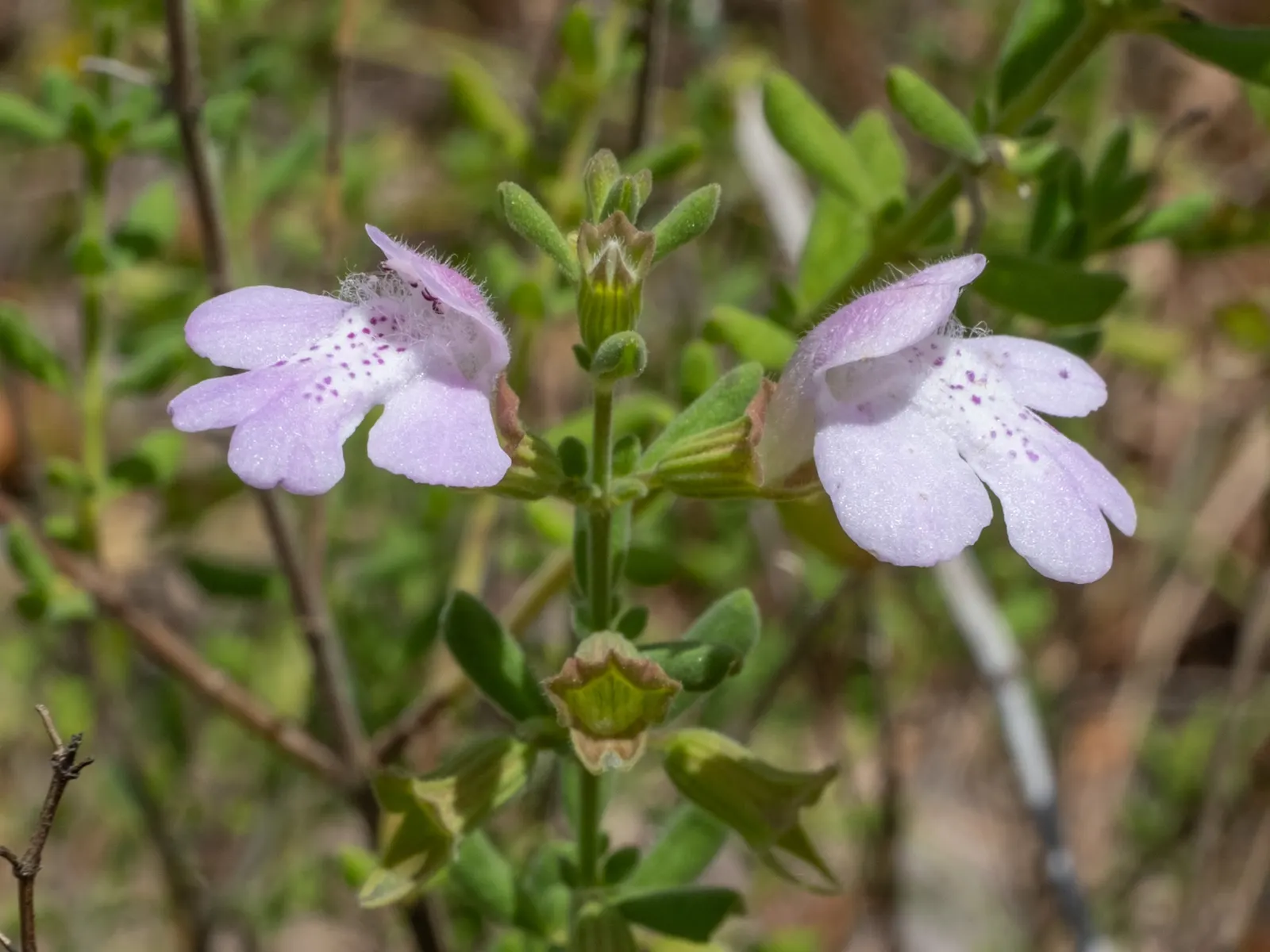 Calamint (Calamintha Nepeta) — minty fragrance.<br><br>The plant typically reaches a mature height of 12 to 18 inches; oval-shaped leaves are a, image 172