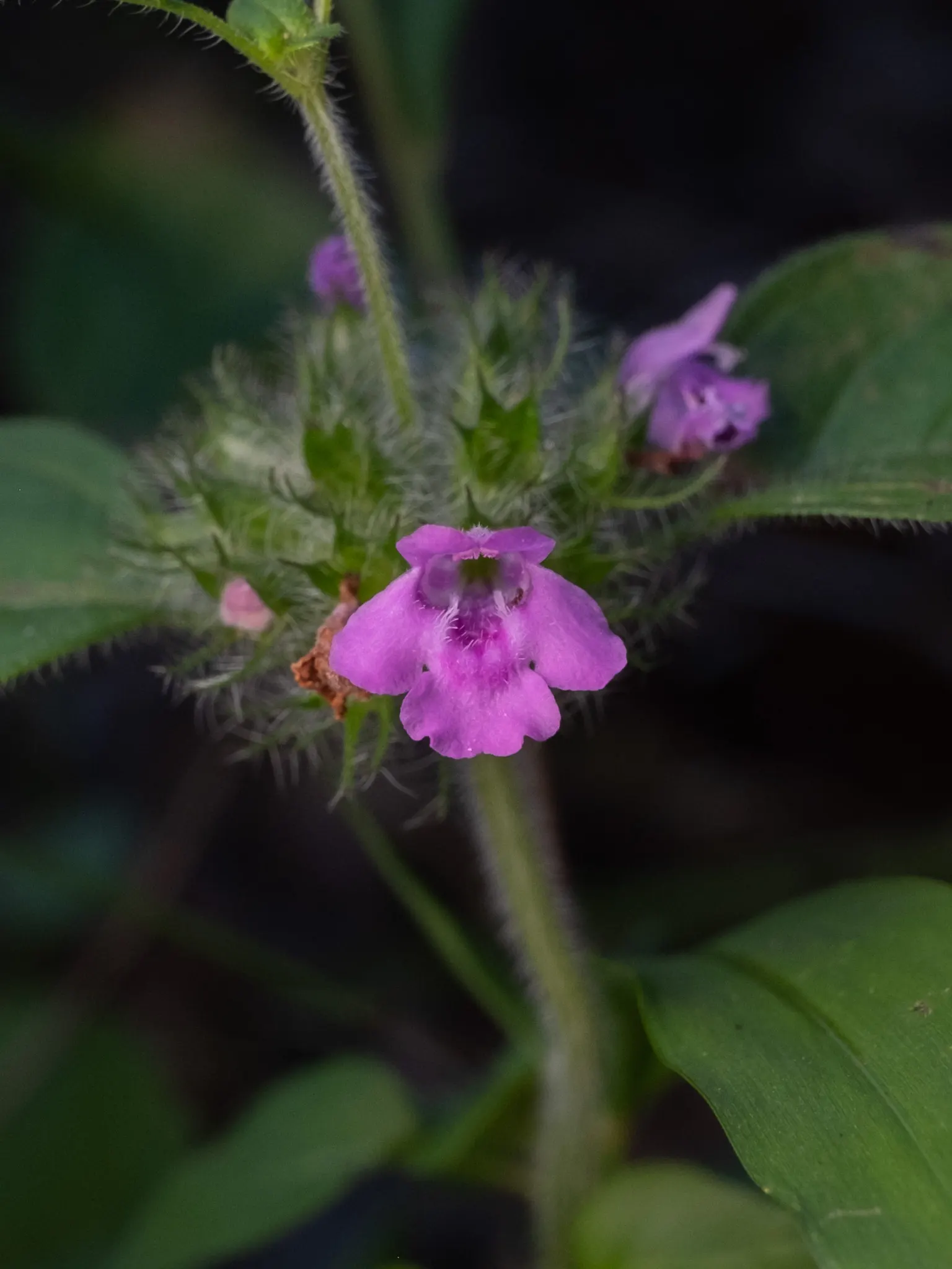 Calamint (Calamintha Nepeta) — Calamint is recognized for its pollinator-friendly nature; delicate lilac to white flowers that bloom profusely from, image 98