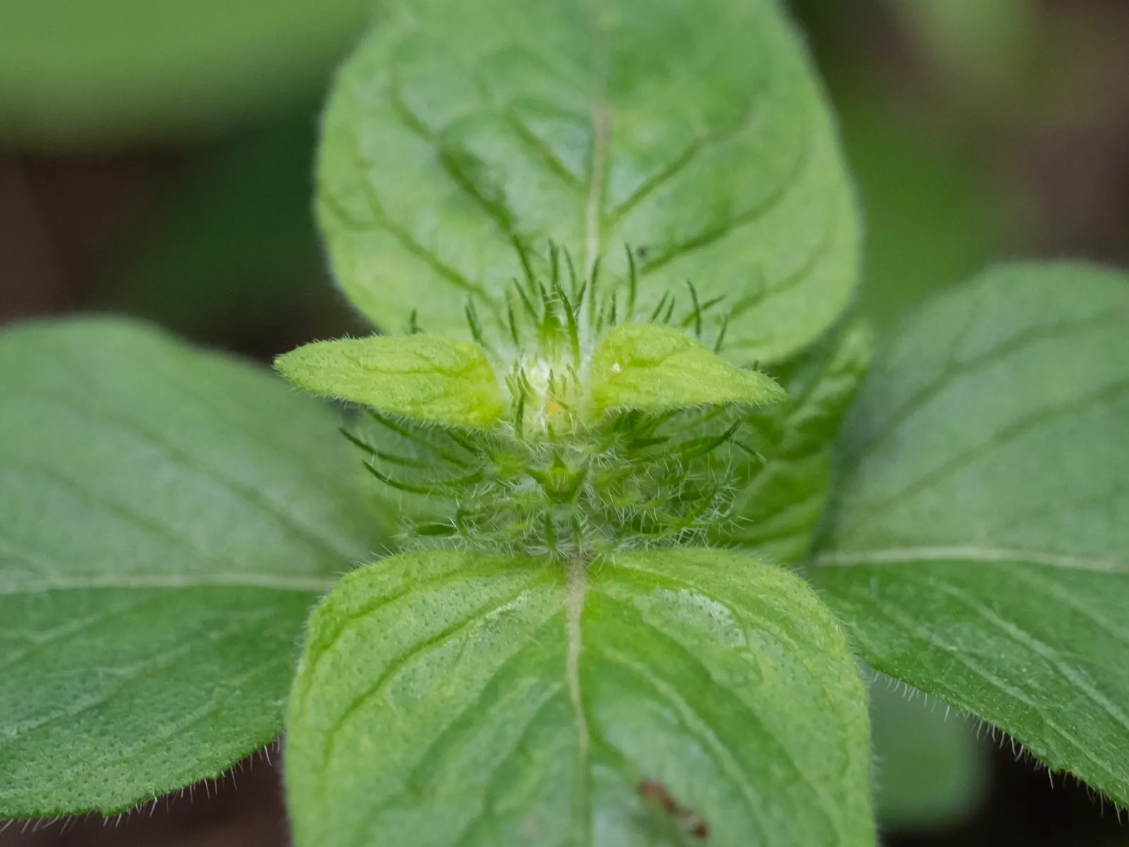 Calamint (Calamintha Nepeta) — oval-shaped leaves are a luscious green; as a member of the mint family, image 121