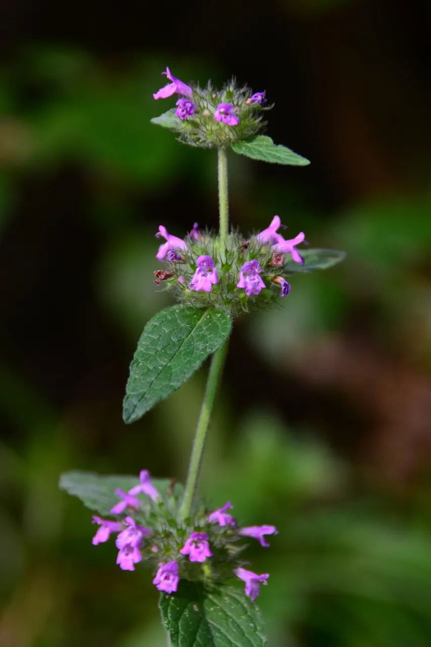 Calamint (Calamintha Nepeta) — delicate lilac to white flowers that bloom profusely from early summer through the late fall; ground cover /, image 89