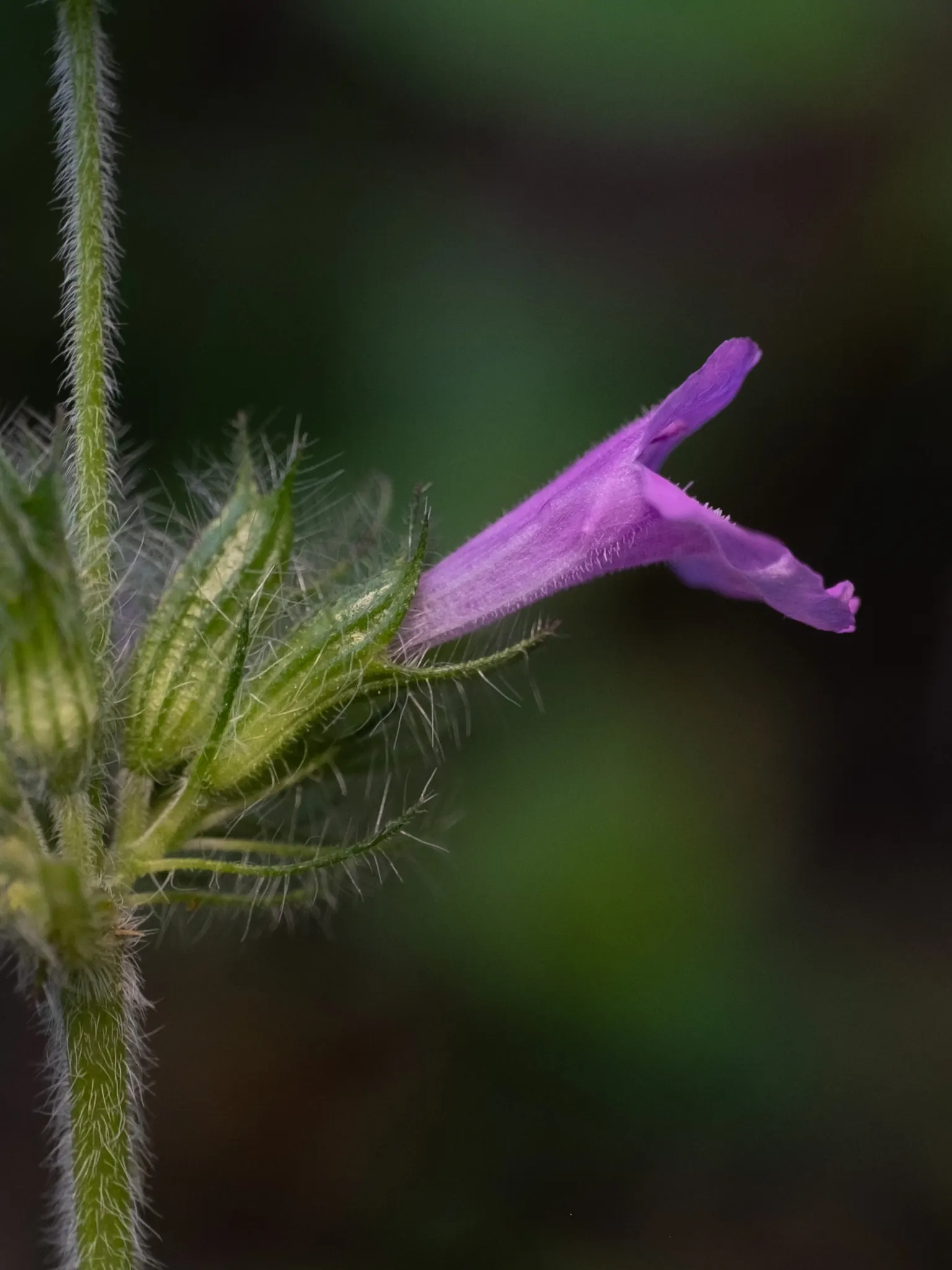 Calamint (Calamintha Nepeta) — minty fragrance.<br><br>The plant typically reaches a mature height of 12 to 18 inches; oval-shaped leaves are a, image 118