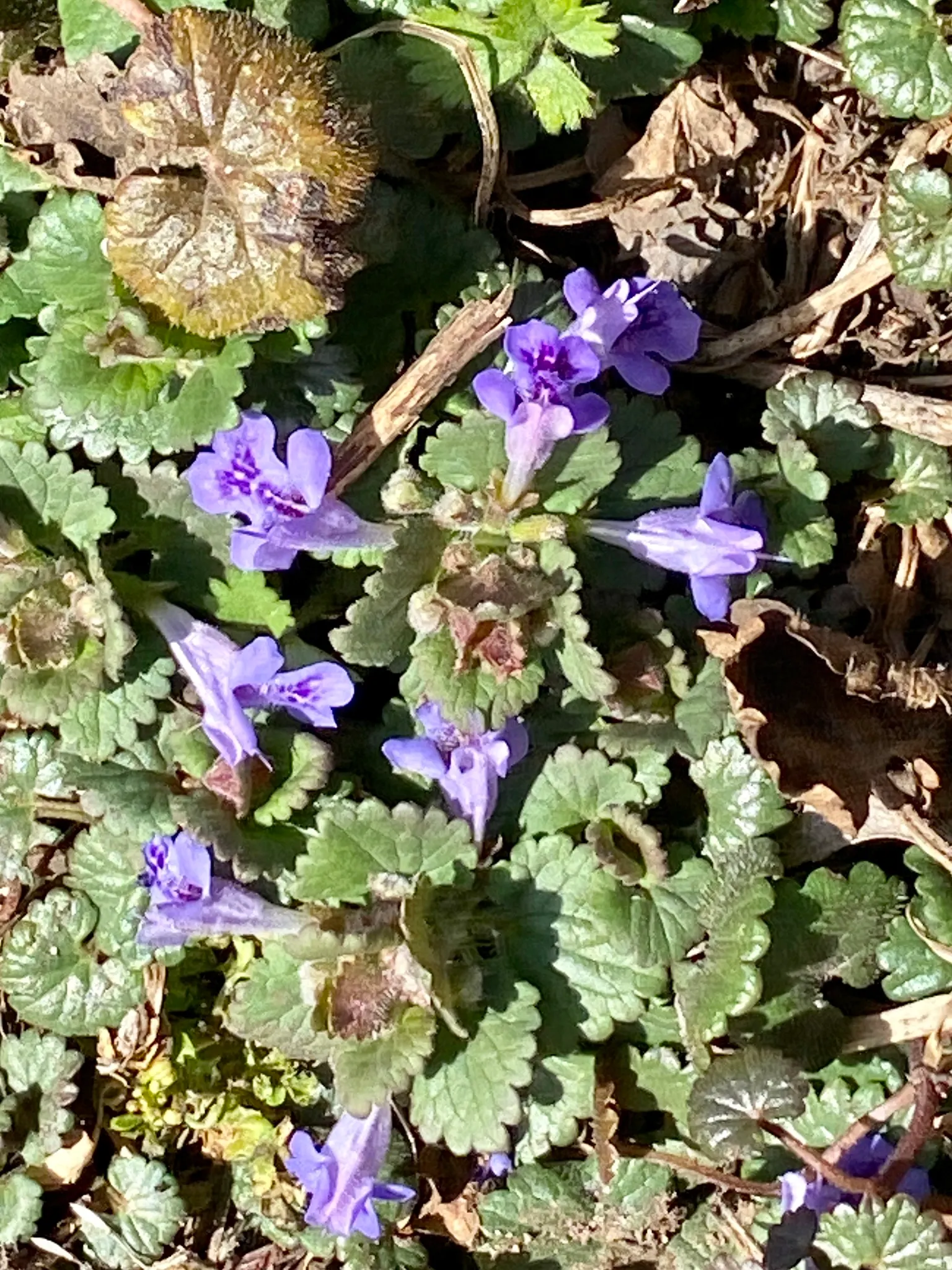 Calamint (Calamintha Nepeta) — Thriving in USDA zones 5-9, it prefers full sun to part shade and well-draining soil; and other beneficial insects, image 57