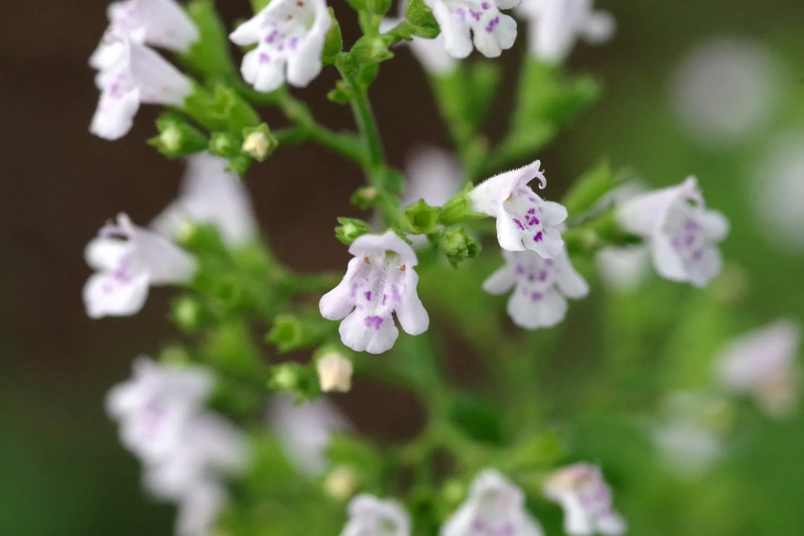 Calamint (Calamintha Nepeta) — thereby supporting the local ecosystem; or as a complement to other flowering perennials and grasses, image 154