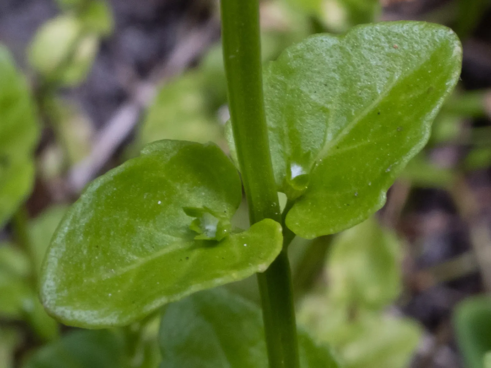 Calamint (Calamintha Nepeta) — making it a versatile choice for various garden positions