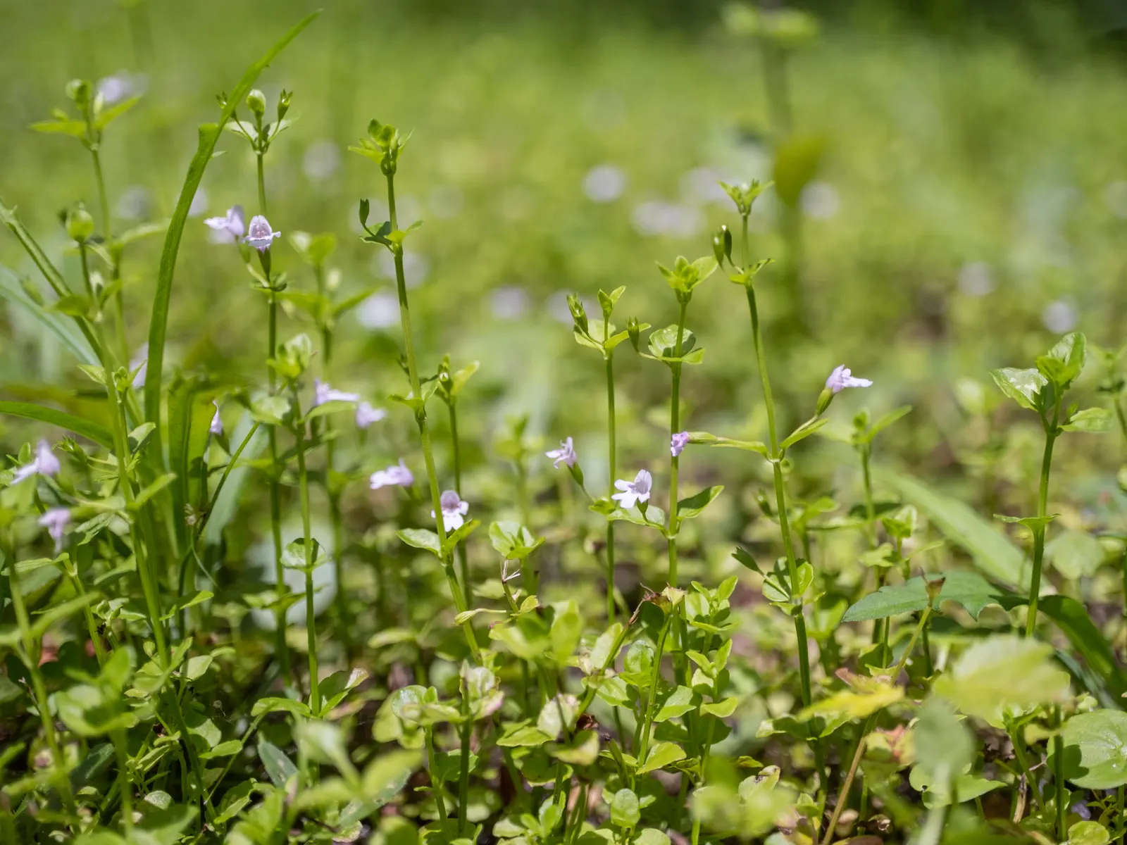 Calamint (Calamintha Nepeta) — ground cover / perennial with white blooms