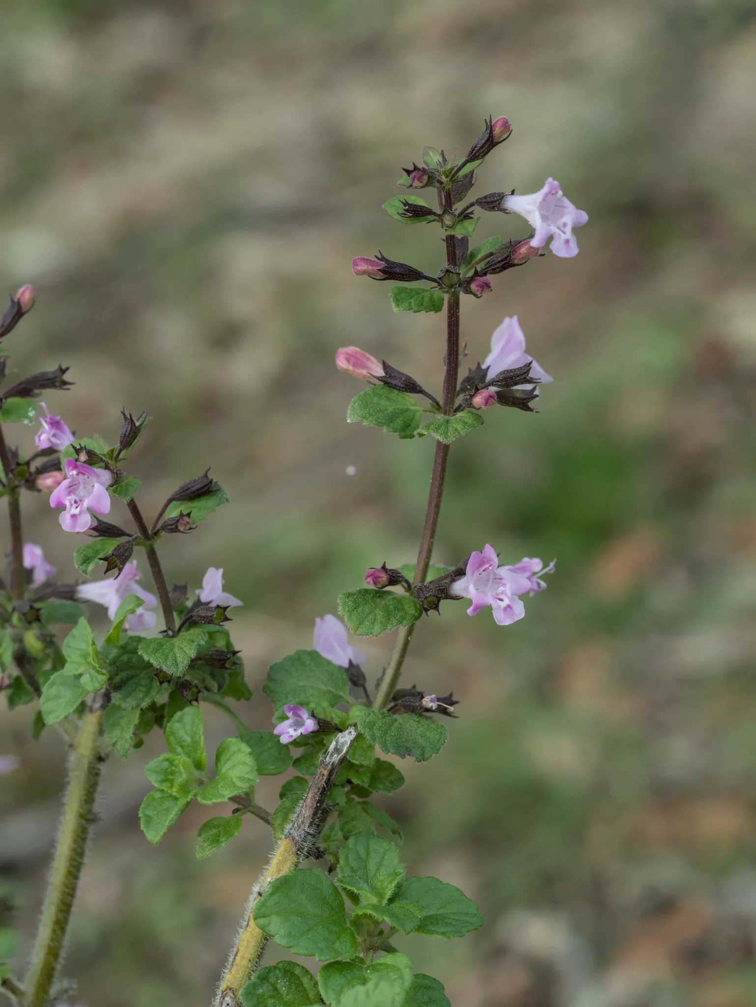 Calamint (Calamintha Nepeta) — or as a complement to other flowering perennials and grasses; which is beneficial for low-maintenance or, image 130