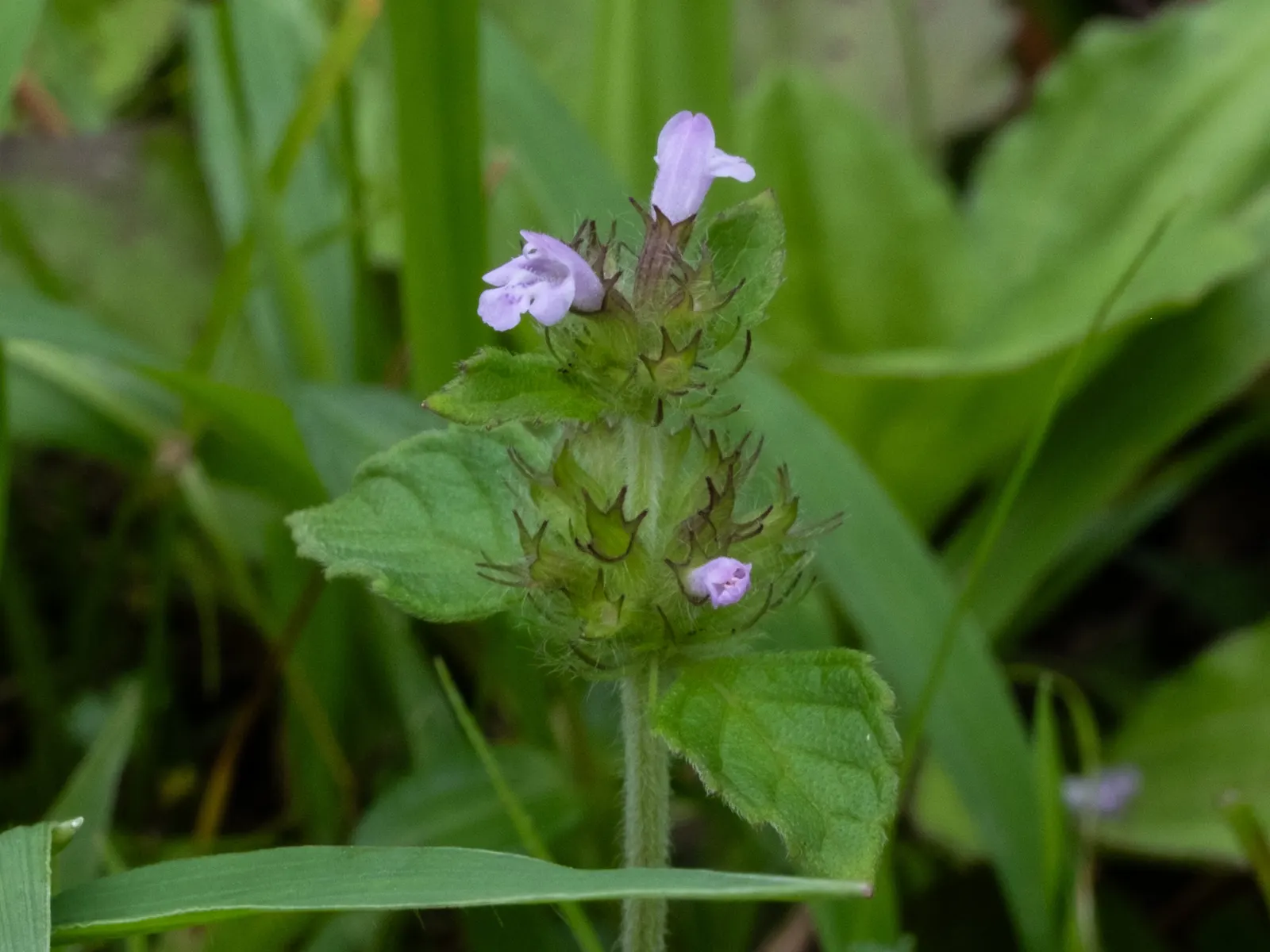 Calamint (Calamintha Nepeta) — creating a low mound of foliage that serves as an excellent groundcover or border frontage; ground cover / perennial, image 93