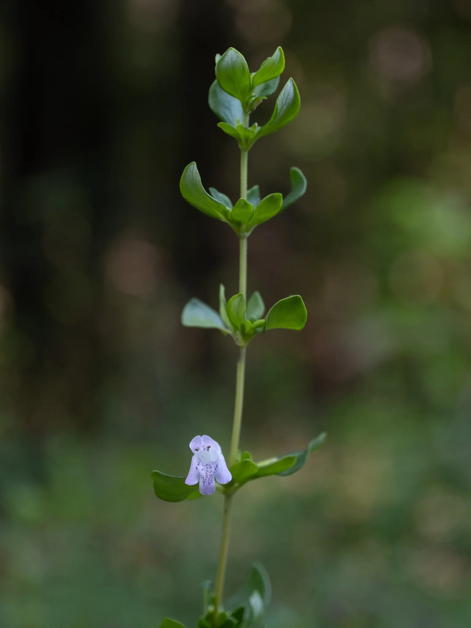Calamint (Calamintha Nepeta) — Calamint's mint-scented foliage offers a fragrant addition to borders and is heat tolerant; white flowers in the, image 166