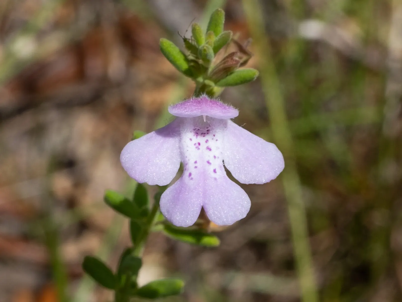 Calamint (Calamintha Nepeta) — minty fragrance.<br><br>The plant typically reaches a mature height of 12 to 18 inches; oval-shaped leaves are a, image 91