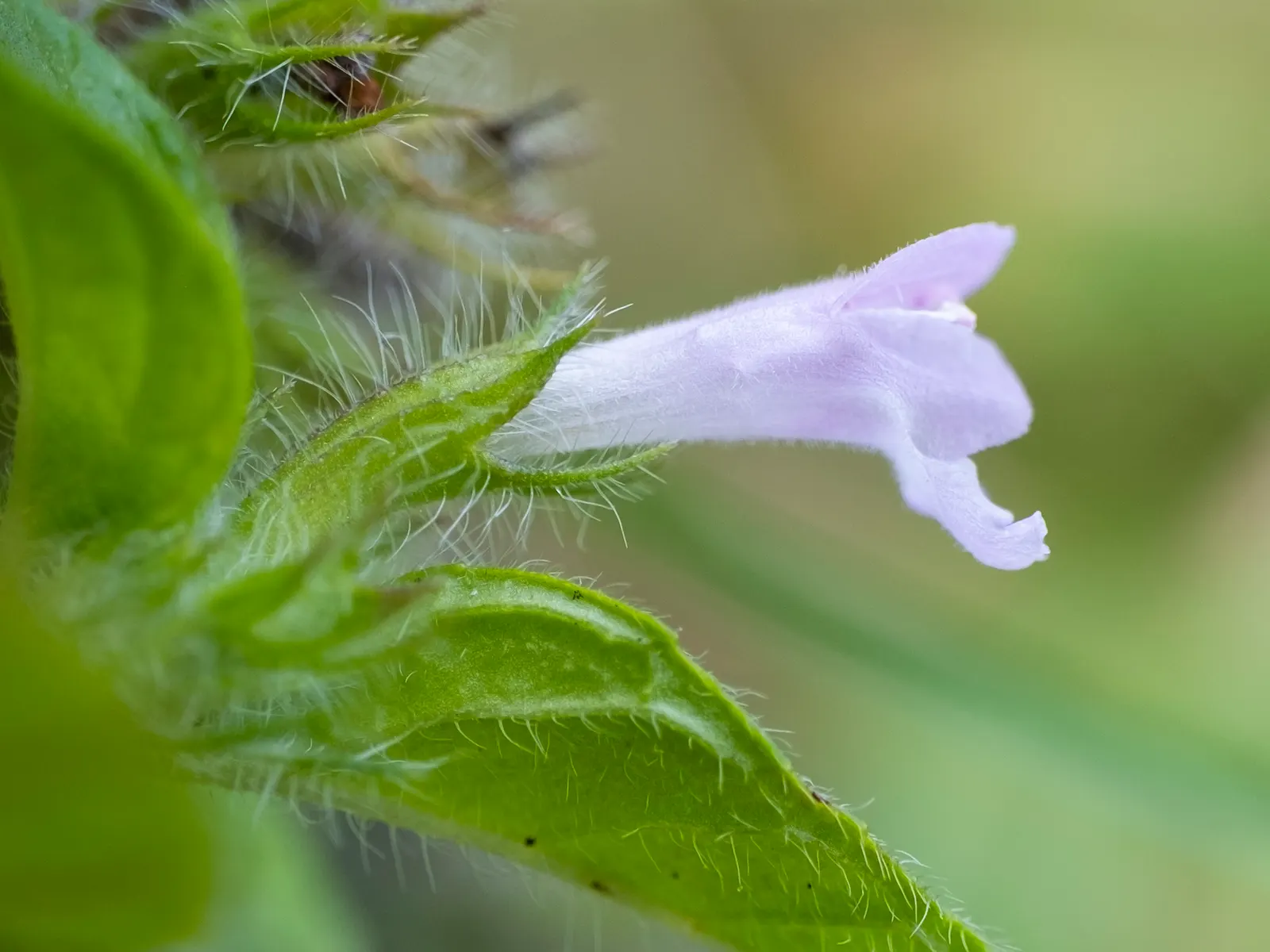 Calamint (Calamintha Nepeta) — Calamintha nepeta is an excellent addition to any garden; thriving in USDA zones 5-9, it prefers full sun to part, image 78