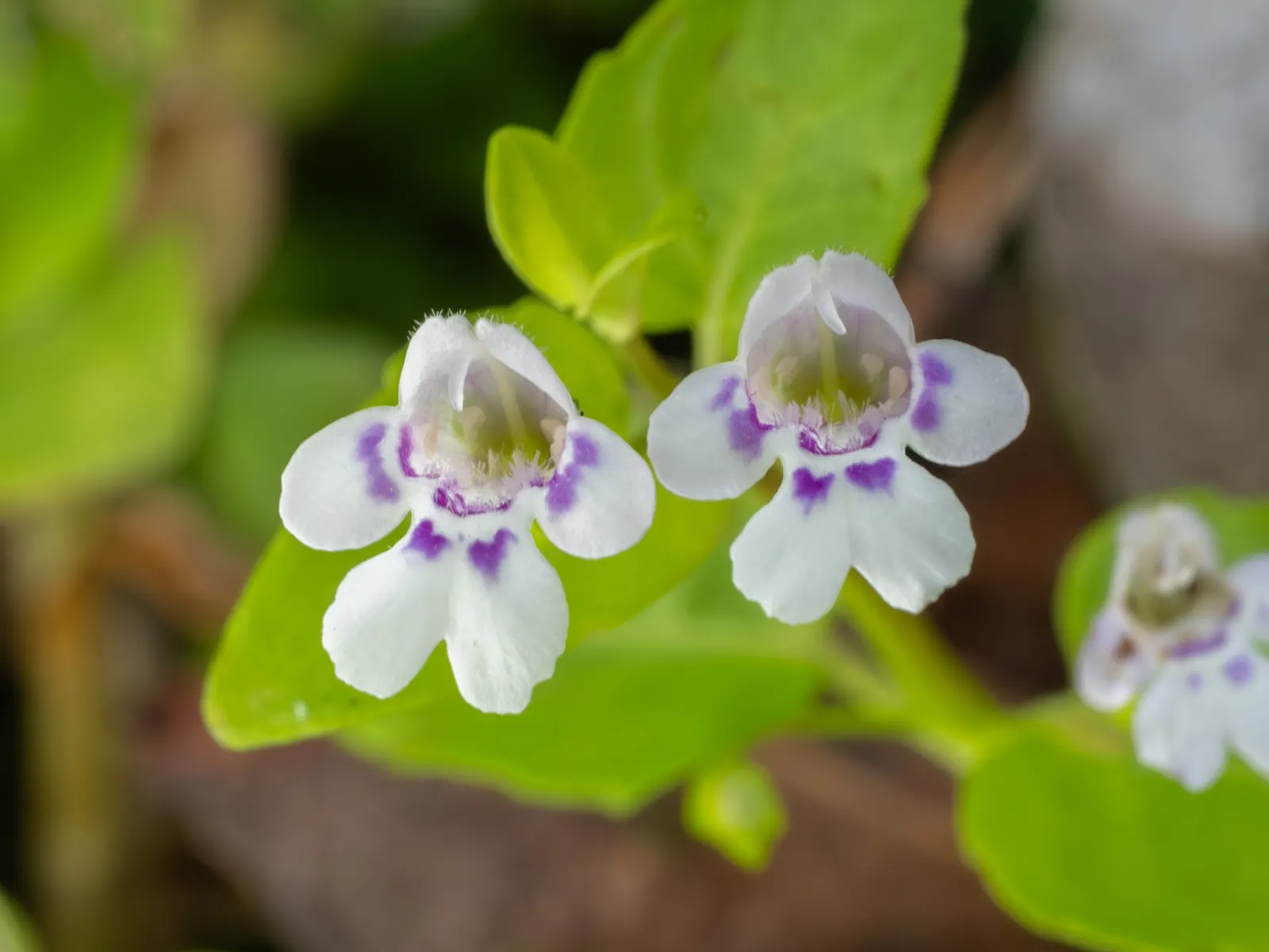 Calamint (Calamintha Nepeta) — It is hardy to USDA zones 5 to 9 and exhibits drought tolerance once established; consider its cascading foliage for edging