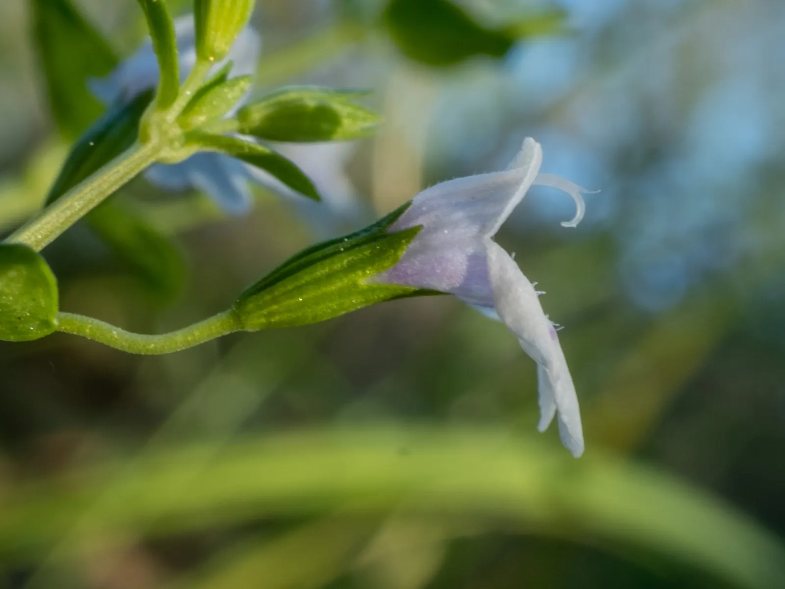 Calamint (Calamintha Nepeta) — creating a low mound of foliage that serves as an excellent groundcover or border frontage; ground cover / perennial, image 66
