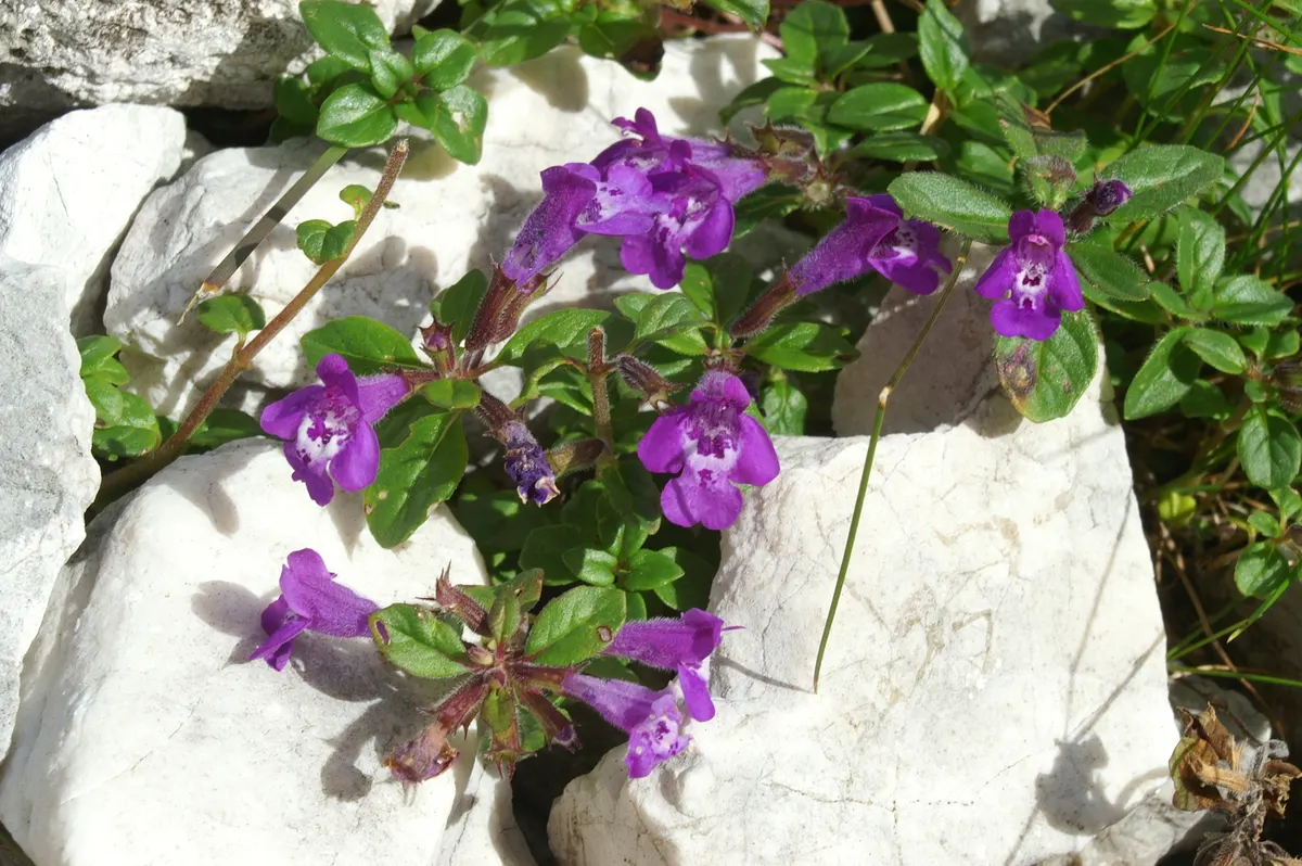 Calamint (Calamintha Nepeta) — It is also deer-resistant; this bee-friendly plant reaches 12-18 inches tall and spreads up to 18 inches wide, image 128