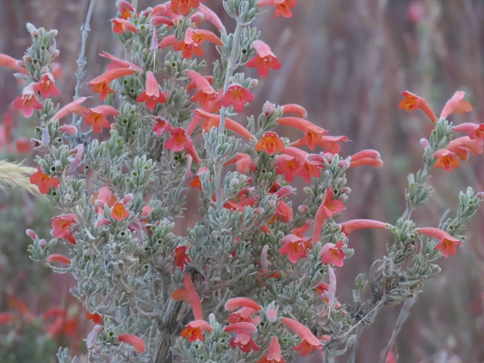 Calamint (Calamintha Nepeta) — As a member of the mint family; thereby supporting the local ecosystem, image 115