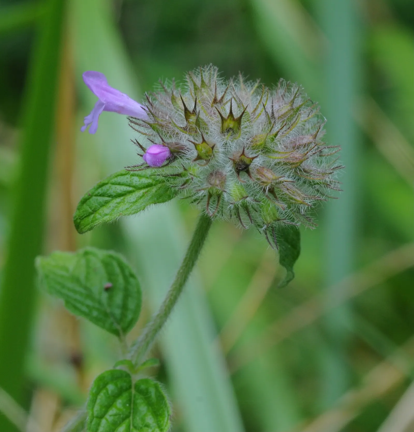 Calamint (Calamintha Nepeta) — ground cover / perennial for full or half or shade; calamintha nepeta is an excellent addition to any garden, image 189