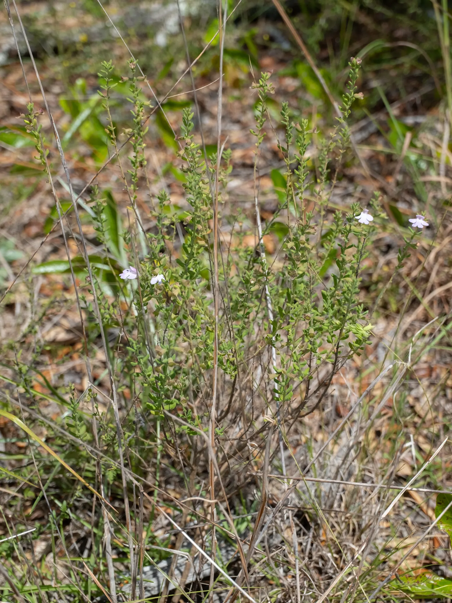 Calamint (Calamintha Nepeta) — Calamintha nepeta is an excellent addition to any garden; thriving in USDA zones 5-9, it prefers full sun to part shade and