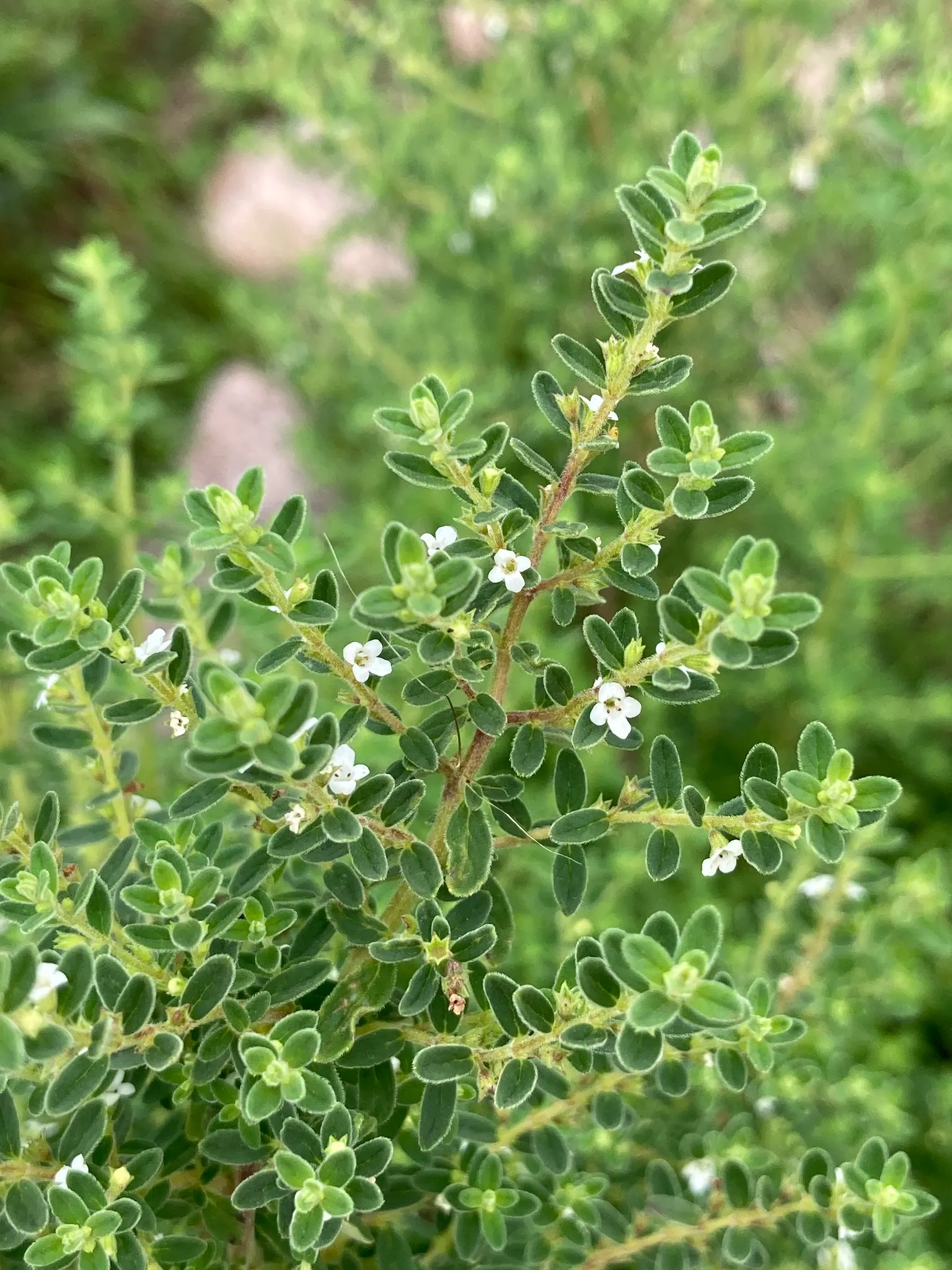 Calamint (Calamintha Nepeta) — making it a versatile choice for various garden positions, image 149