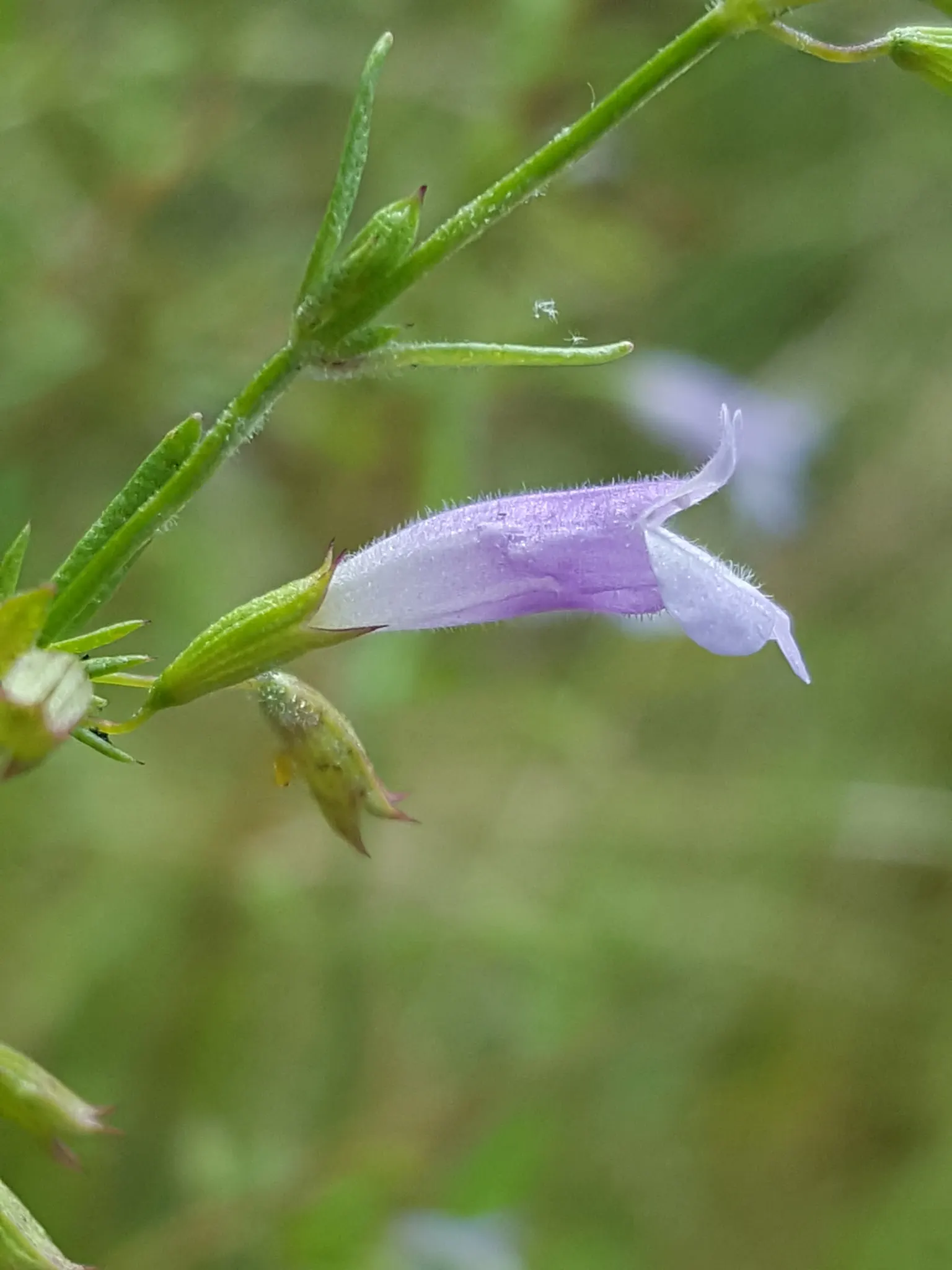 Calamint (Calamintha Nepeta) — commonly known as Lesser Calamint or simply Calamint; creating a low mound of foliage that serves as an excellent groundcover or