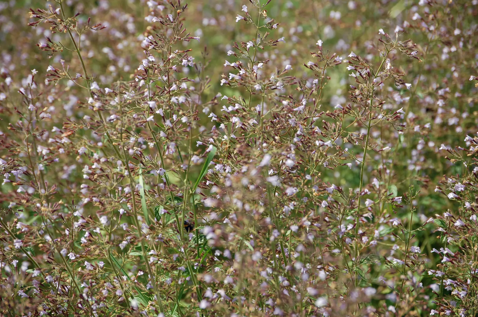 Calamint (Calamintha Nepeta) — making it a versatile choice for various garden positions, image 176