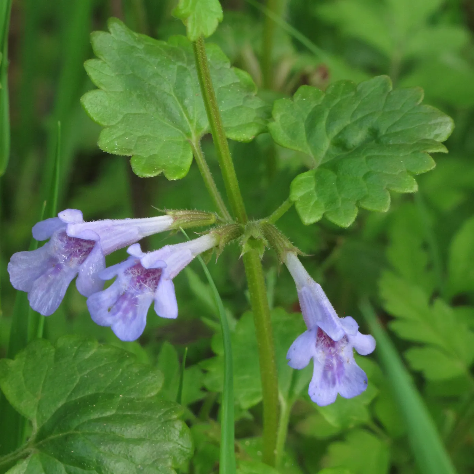 Calamint (Calamintha Nepeta) — consider its cascading foliage for edging pathways; providing a prolonged display of color and a pleasant, image 183