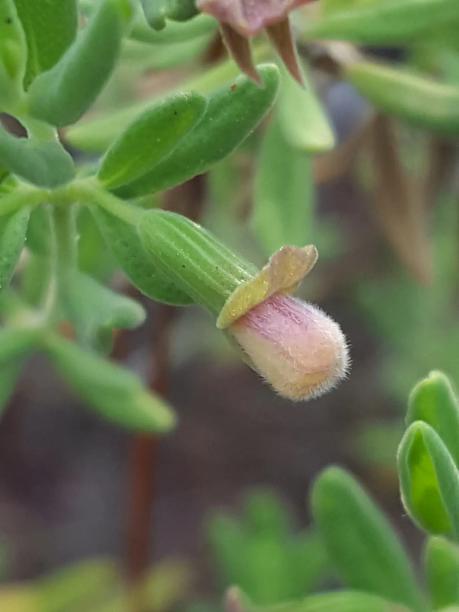 Calamint (Calamintha Nepeta) — which is beneficial for low-maintenance or water-conscious landscapes.<br><br>Moreover; commonly known as Calamint, image 151