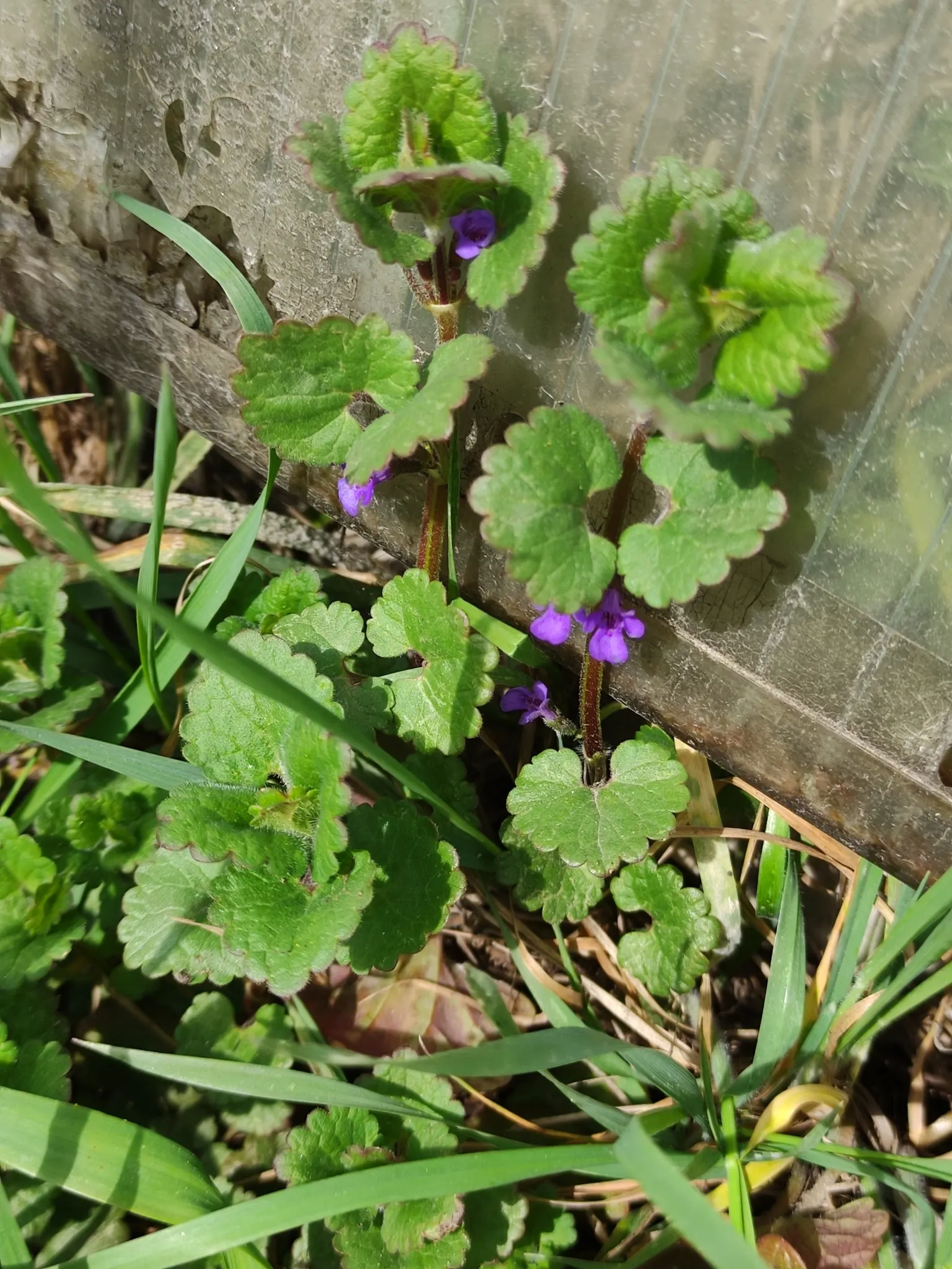 Calamint (Calamintha Nepeta) — which is beneficial for low-maintenance or water-conscious landscapes.<br><br>Moreover; commonly known as Calamint, image 97