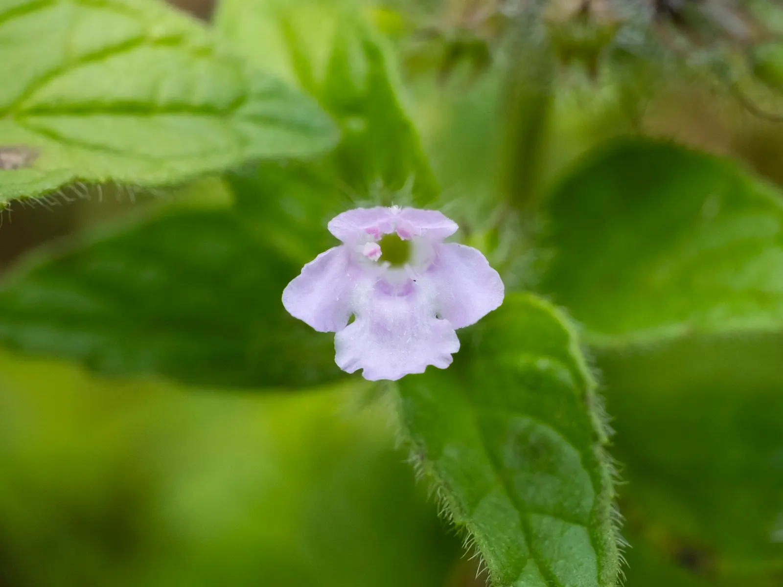 Calamint (Calamintha Nepeta) — which is beneficial for low-maintenance or water-conscious landscapes.<br><br>Moreover; commonly known as Calamint, image 70