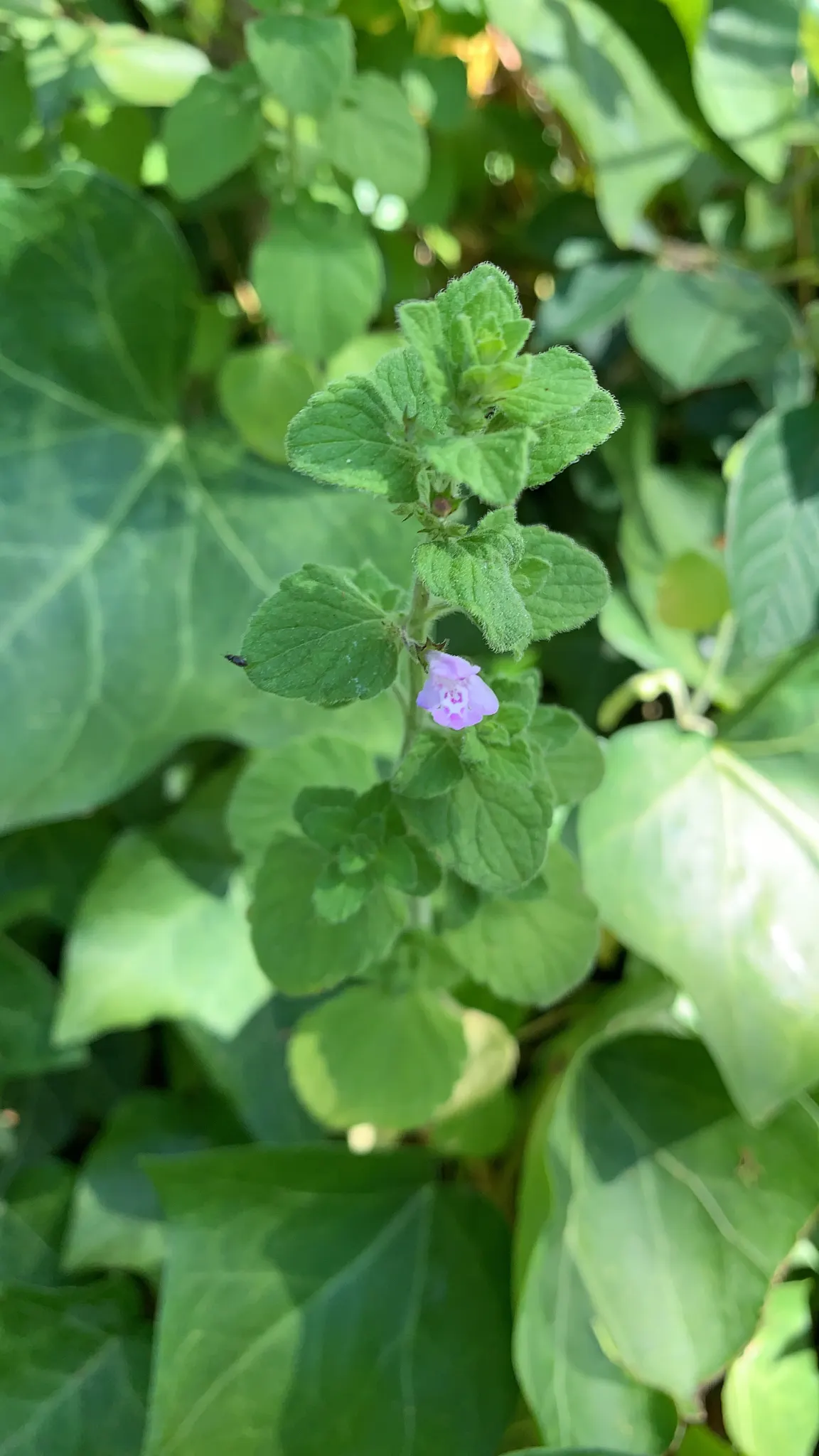 Calamint (Calamintha Nepeta) — ground cover / perennial with white blooms; calamint is recognized for its pollinator-friendly nature, image 188