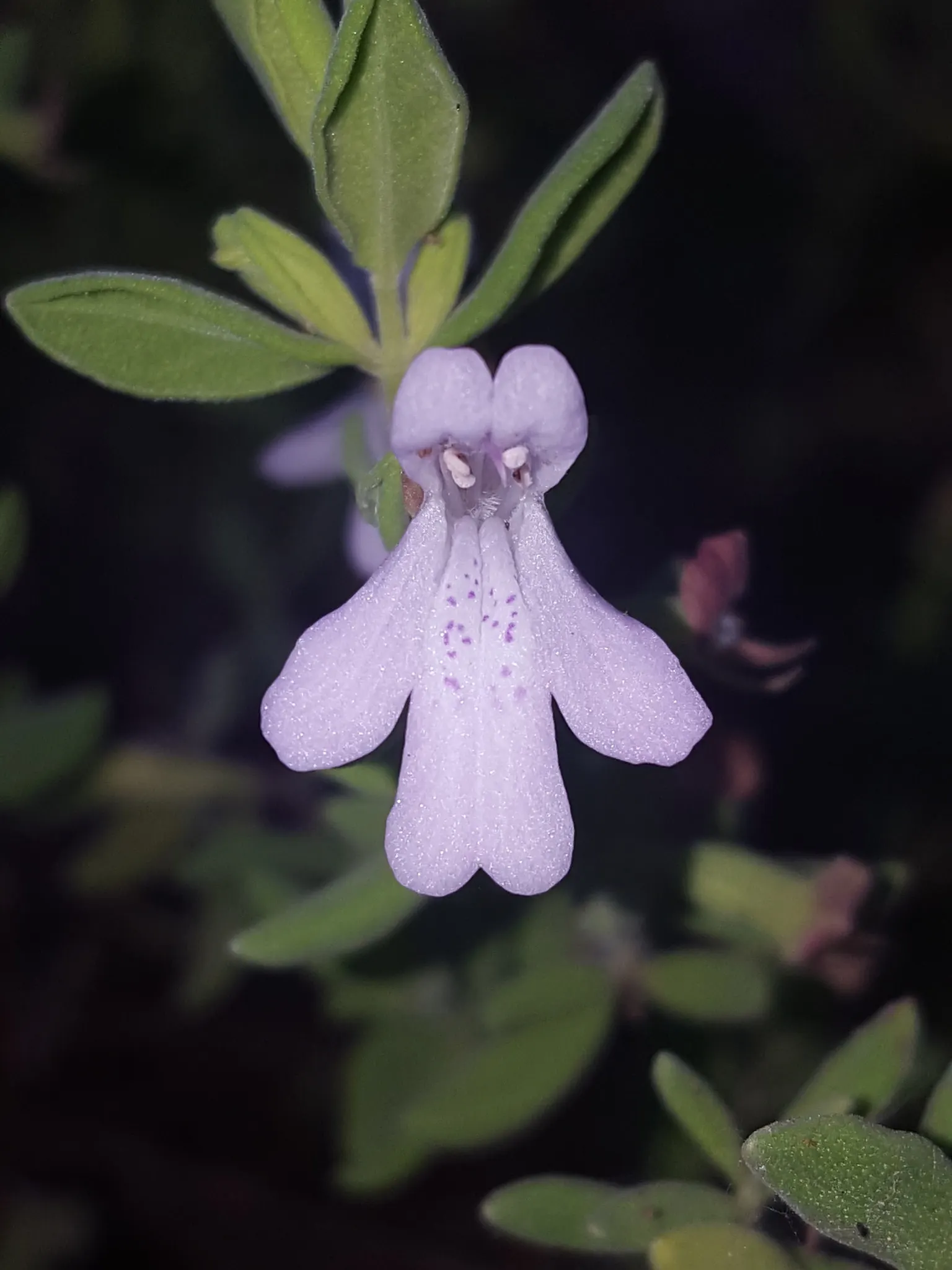 Calamint (Calamintha Nepeta) — white flowers in the garden; minty fragrance.<br><br>The plant typically reaches a mature height of 12 to 18 inches