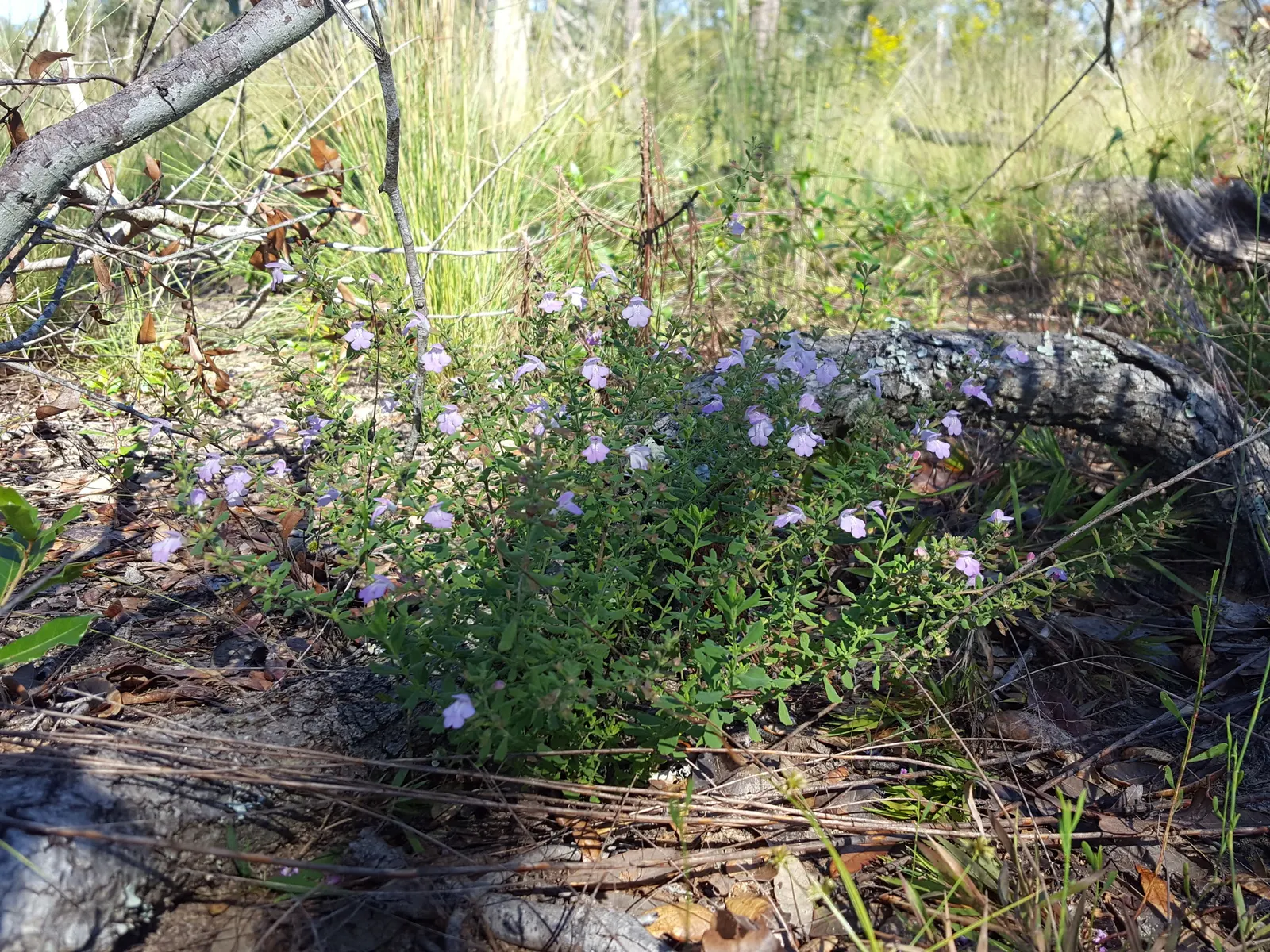 Calamint (Calamintha Nepeta) — white flowers in the garden; minty fragrance.<br><br>The plant typically reaches a mature height of 12 to 18 inches, image 187