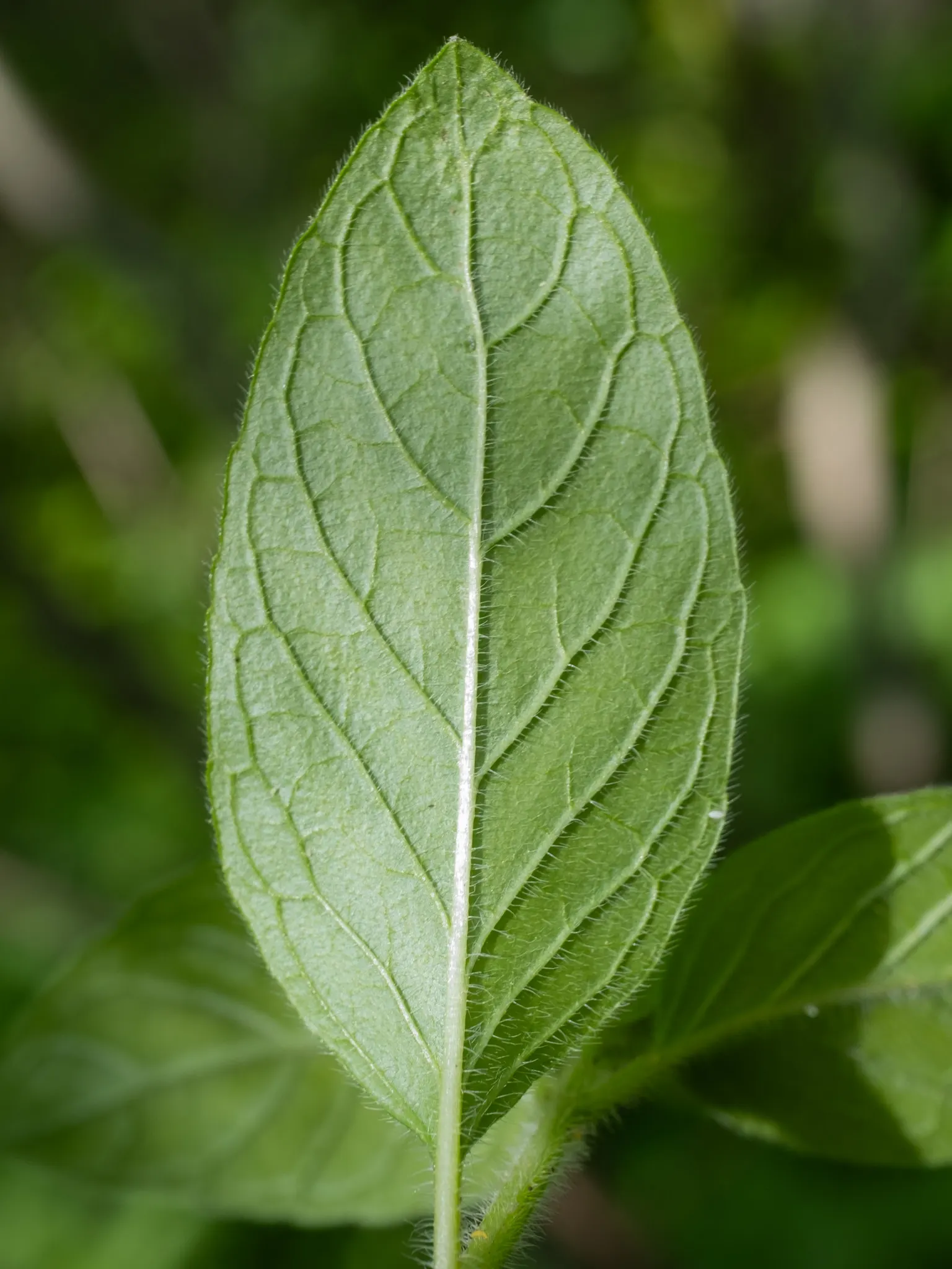Calamint (Calamintha Nepeta) — making it a versatile choice for various garden positions, image 41