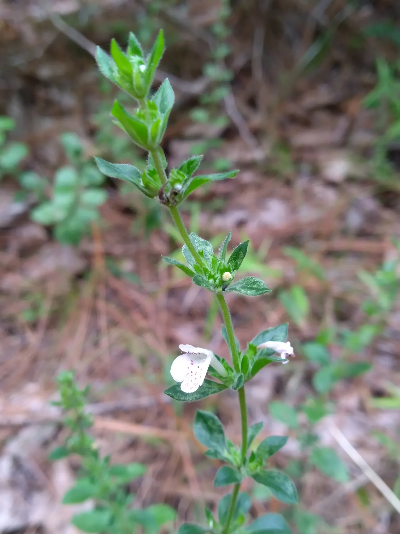 Calamint (Calamintha Nepeta) — providing a prolonged display of color and a pleasant; commonly known as Lesser Calamint or simply Calamint, image 171