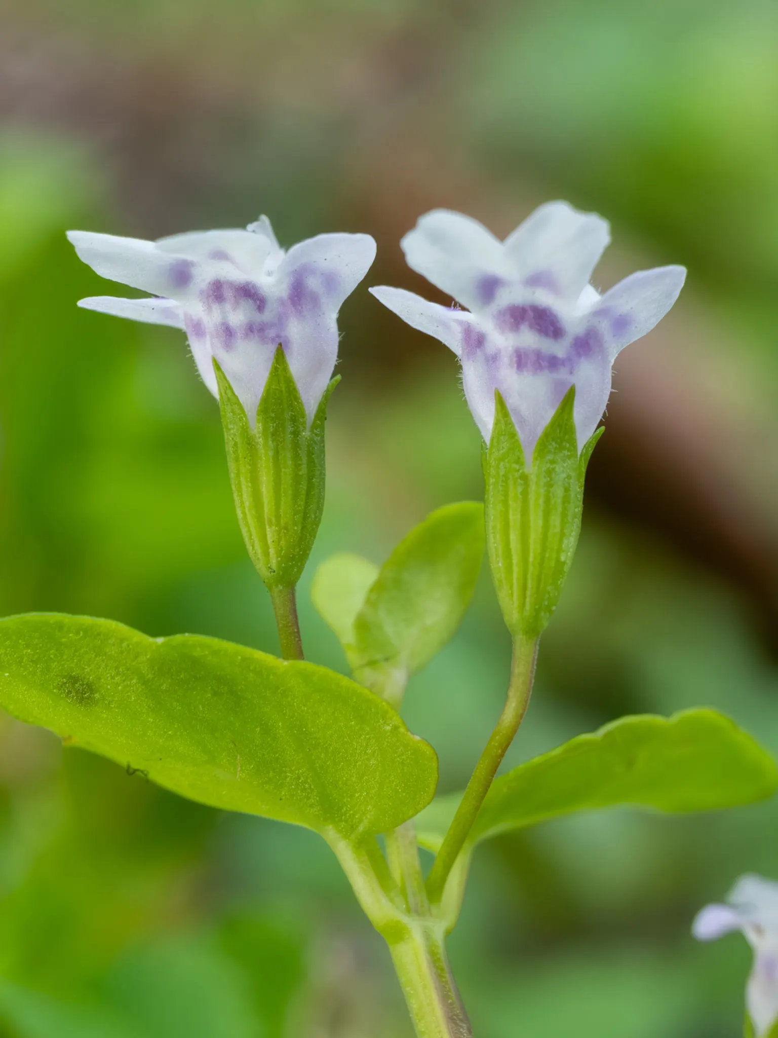 Calamint (Calamintha Nepeta) — ground cover / perennial with white blooms; calamint is recognized for its pollinator-friendly nature
