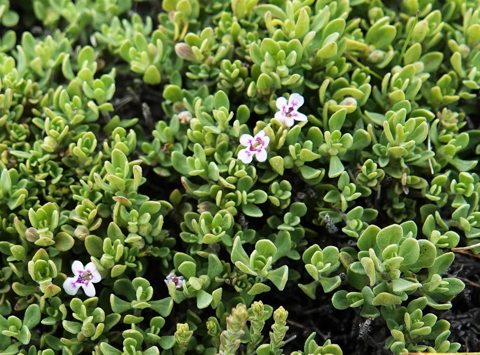 Calamint (Calamintha Nepeta) — Calamint's mint-scented foliage offers a fragrant addition to borders and is heat tolerant; white flowers in the, image 139