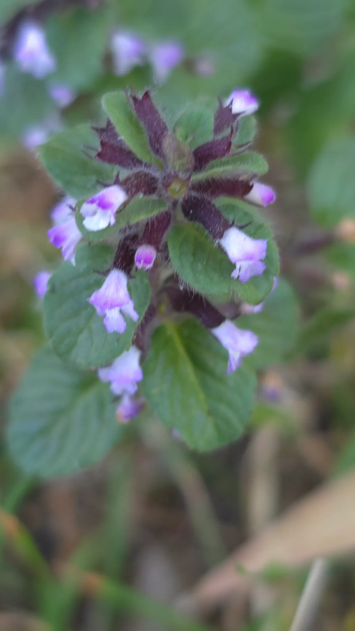 Calamint (Calamintha Nepeta) — Calamint's mint-scented foliage offers a fragrant addition to borders and is heat tolerant; white flowers in the, image 112