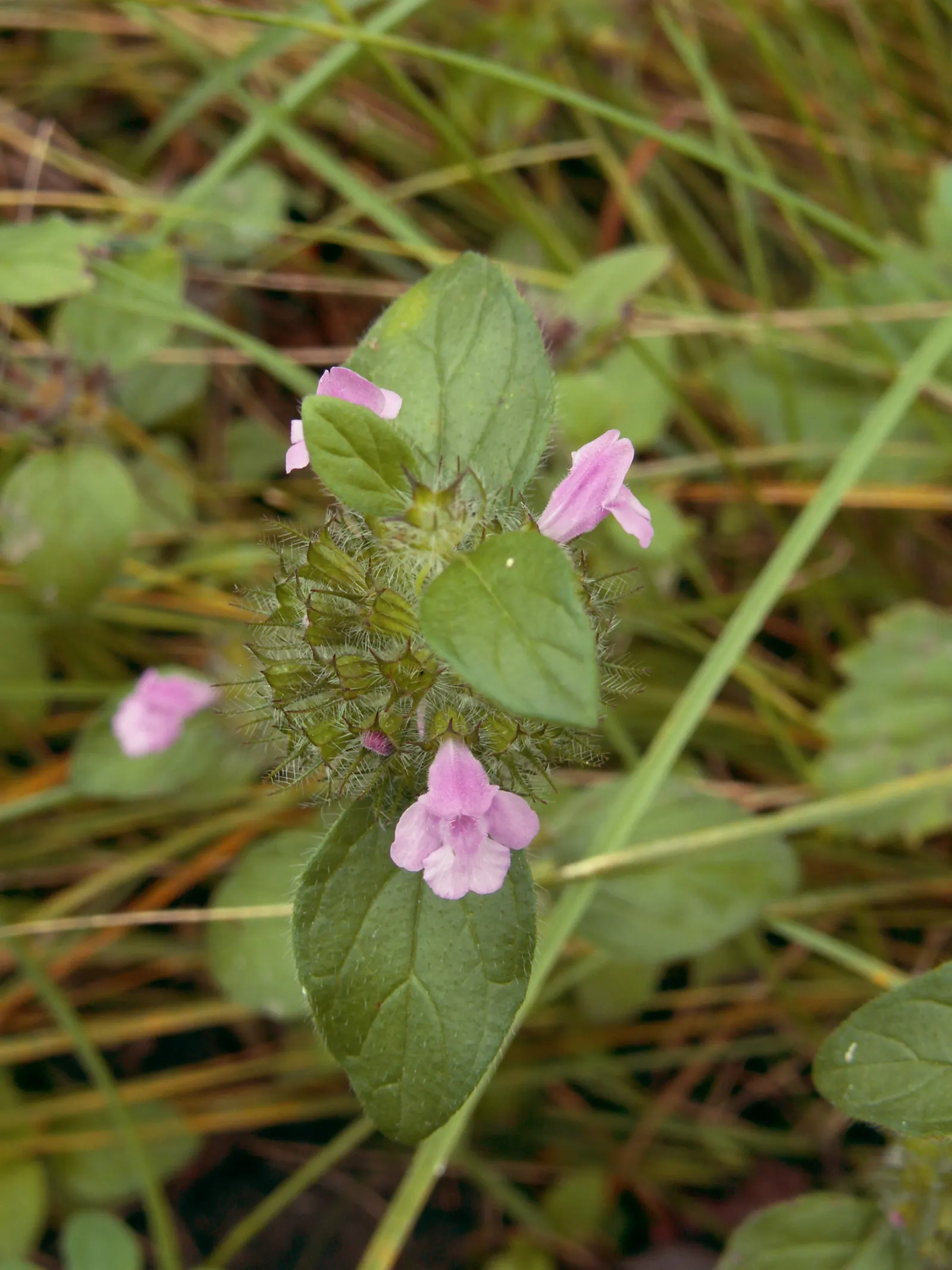 Calamint (Calamintha Nepeta) — It is also deer-resistant; this bee-friendly plant reaches 12-18 inches tall and spreads up to 18 inches wide, image 182