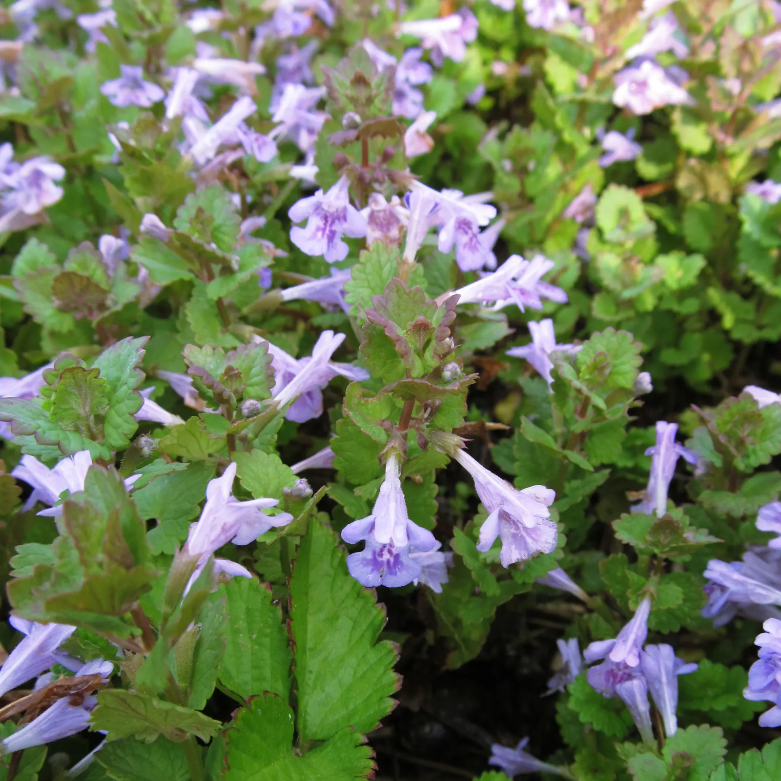 Calamint (Calamintha Nepeta) — making it a versatile choice for various garden positions, image 122