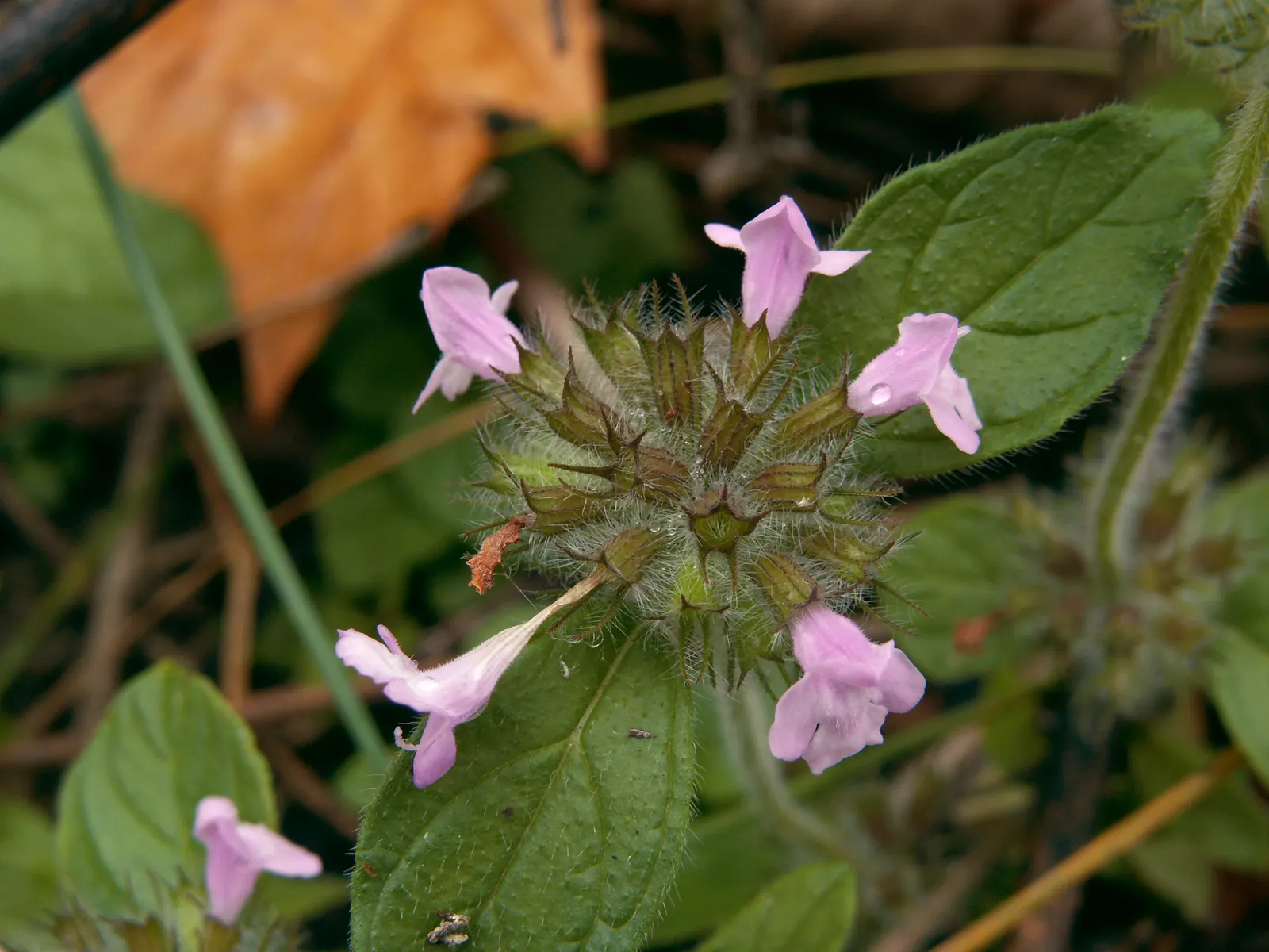 Calamint (Calamintha Nepeta) — Calamint's mint-scented foliage offers a fragrant addition to borders and is heat tolerant; white flowers in the, image 58