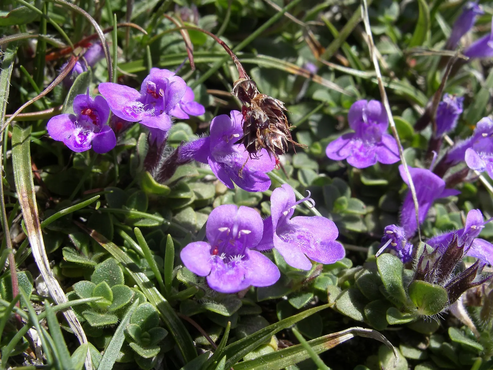 Calamint (Calamintha Nepeta) — oval-shaped leaves are a luscious green; as a member of the mint family, image 67
