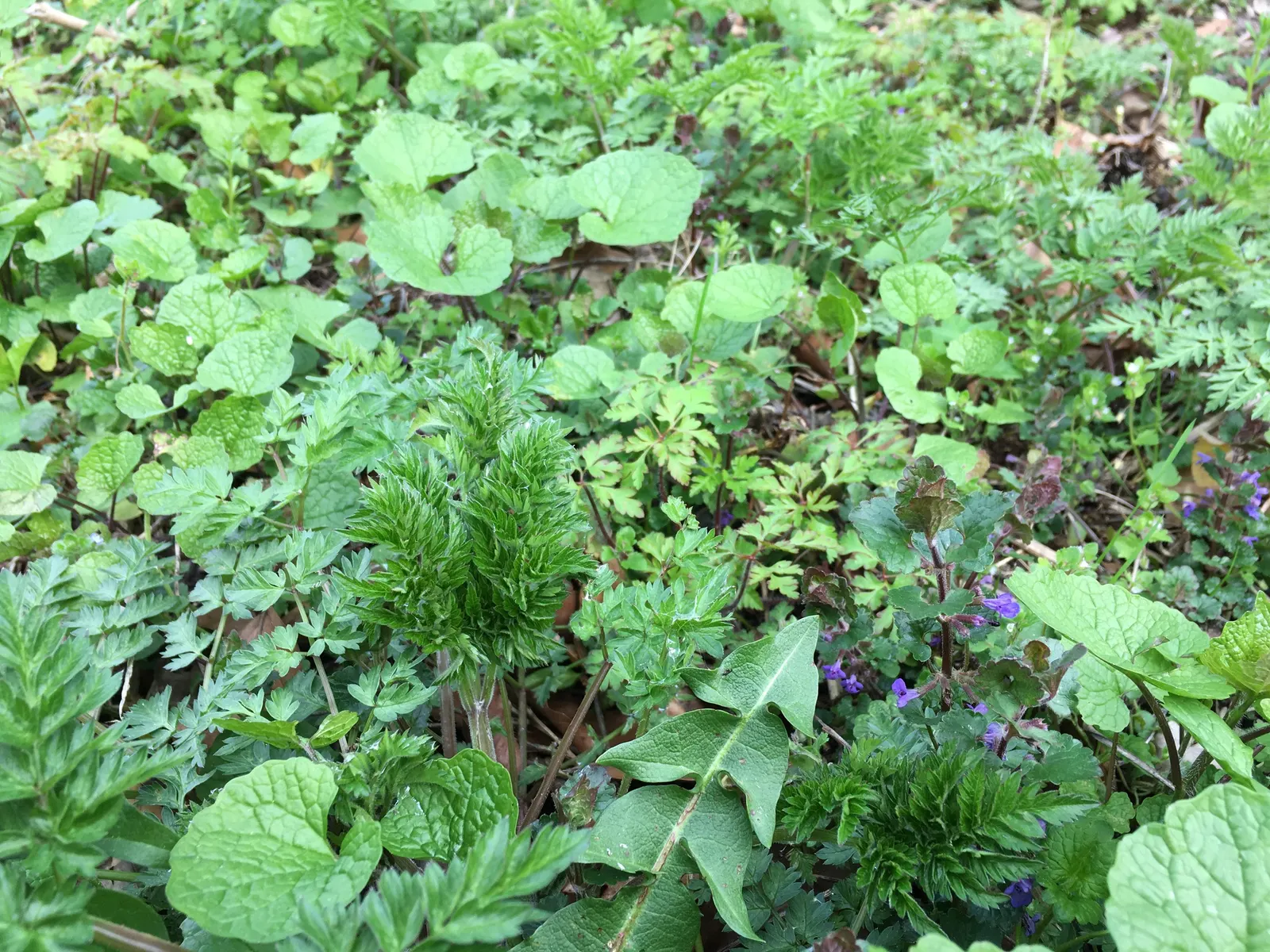 Calamint (Calamintha Nepeta) — This bee-friendly plant reaches 12-18 inches tall and spreads up to 18 inches wide; with a similar spread of up to, image 110
