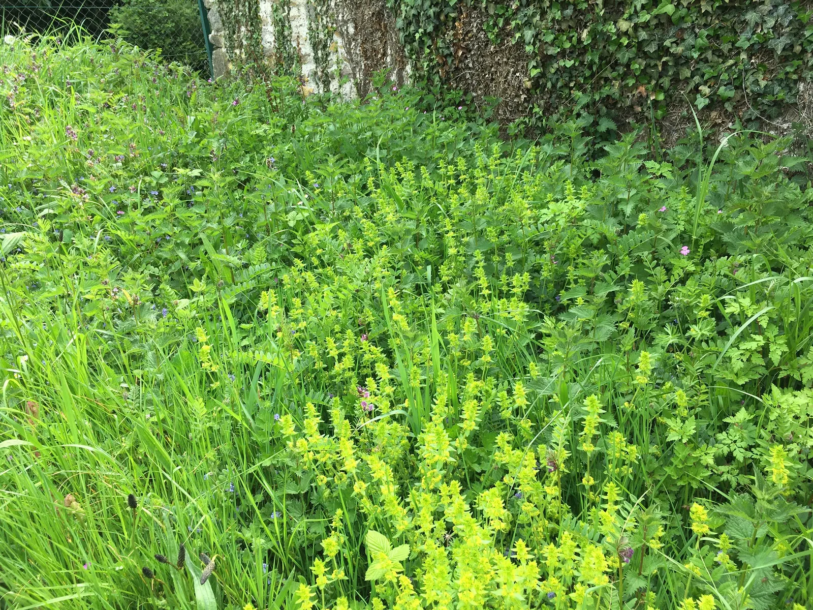 Calamint (Calamintha Nepeta) — delicate lilac to white flowers that bloom profusely from early summer through the late fall; ground cover /, image 143