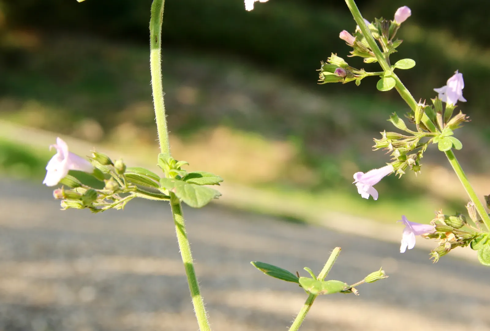 Calamint (Calamintha Nepeta) — requiring minimal care once established, image 140