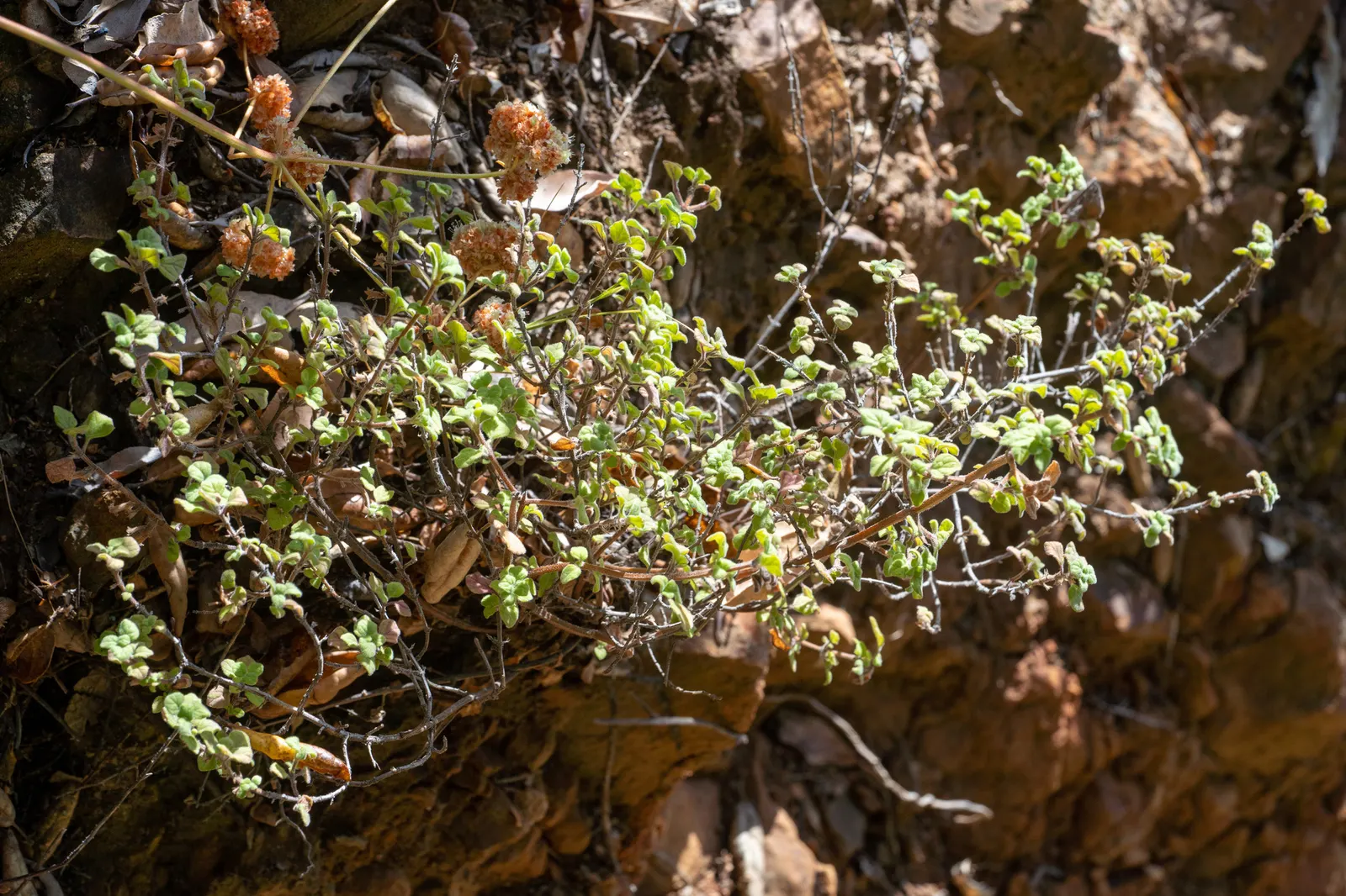 Calamint (Calamintha Nepeta) — As a member of the mint family