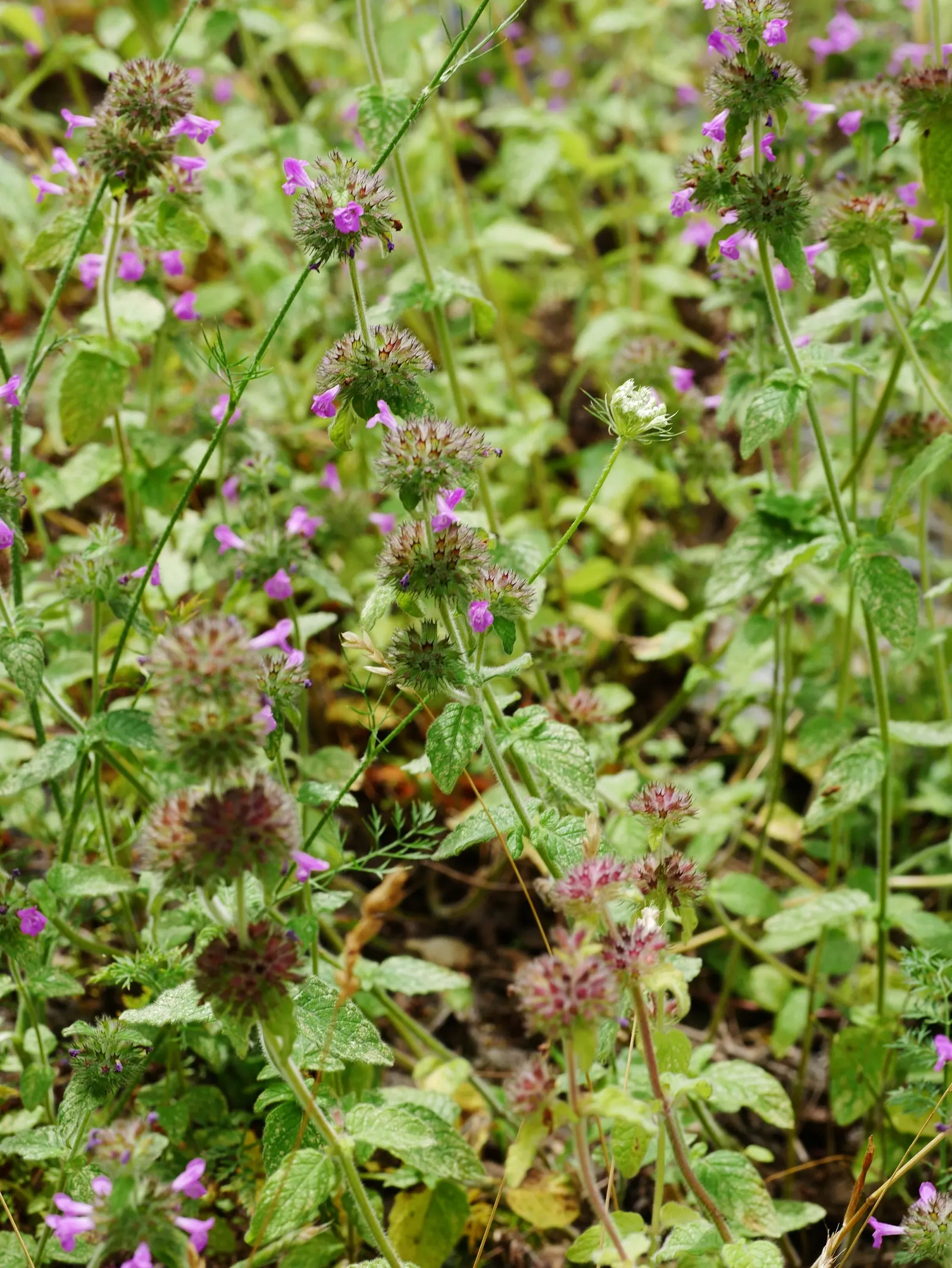 Calamint (Calamintha Nepeta) — As a member of the mint family; thereby supporting the local ecosystem