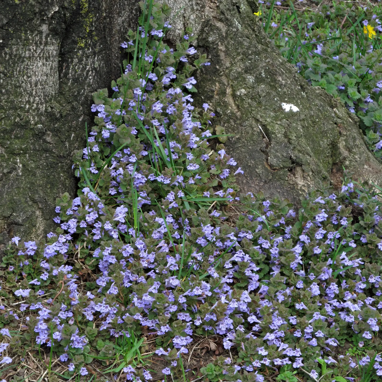 Calamint (Calamintha Nepeta) — requiring minimal care once established, image 113