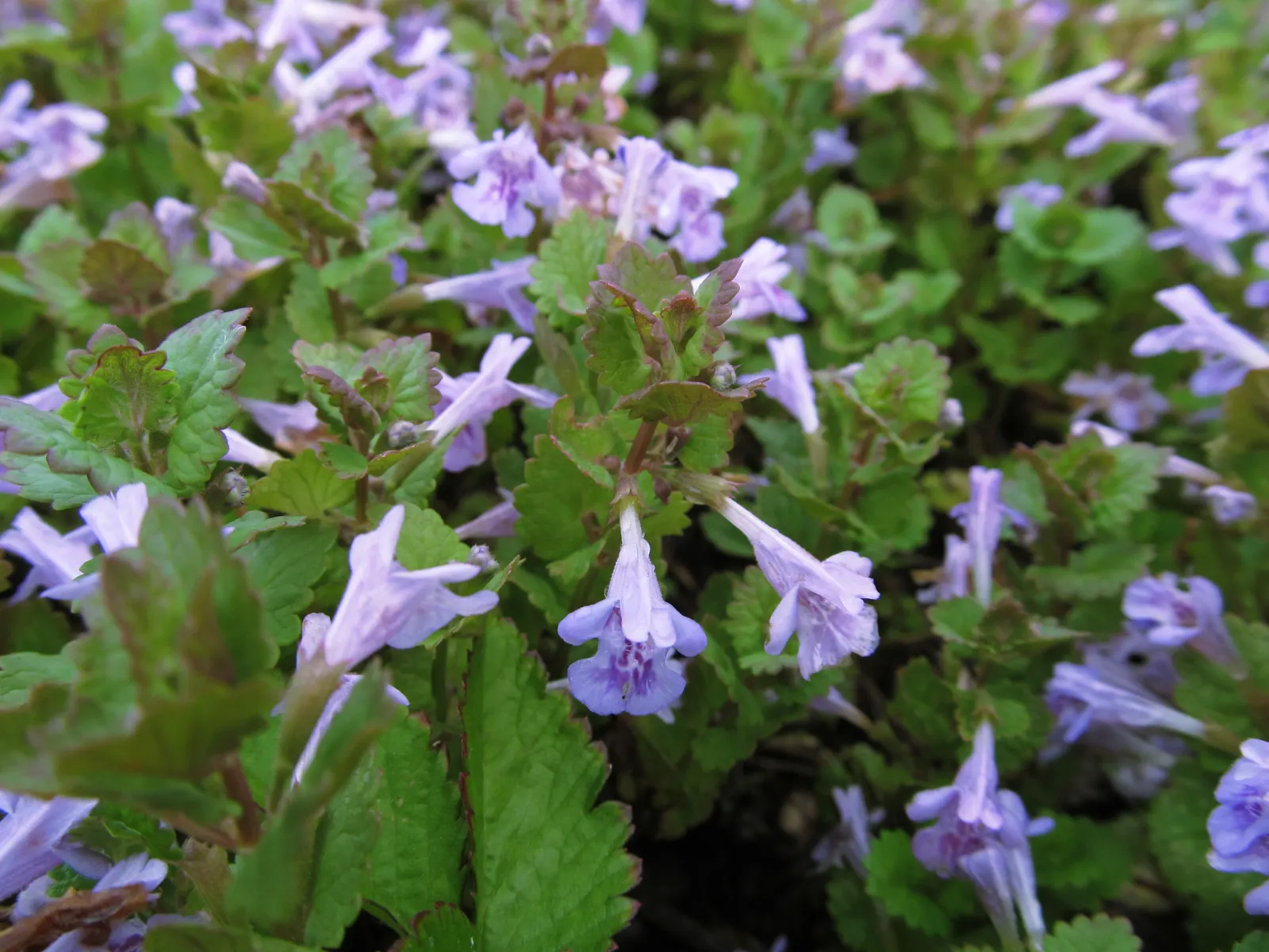 Calamint (Calamintha Nepeta) — With minimal care and its multi-season appeal, image 104