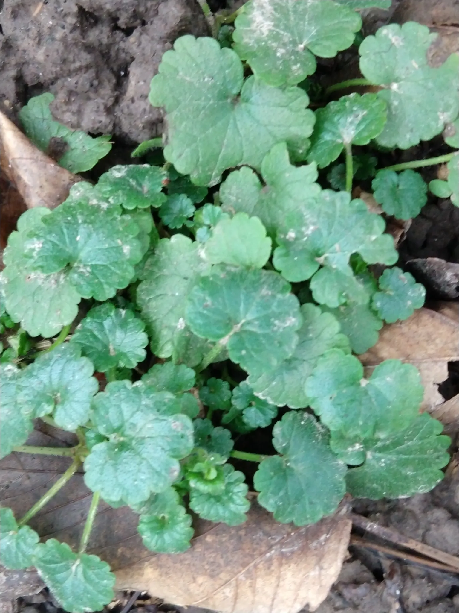Calamint (Calamintha Nepeta) — Calamint is recognized for its pollinator-friendly nature; delicate lilac to white flowers that bloom profusely from early